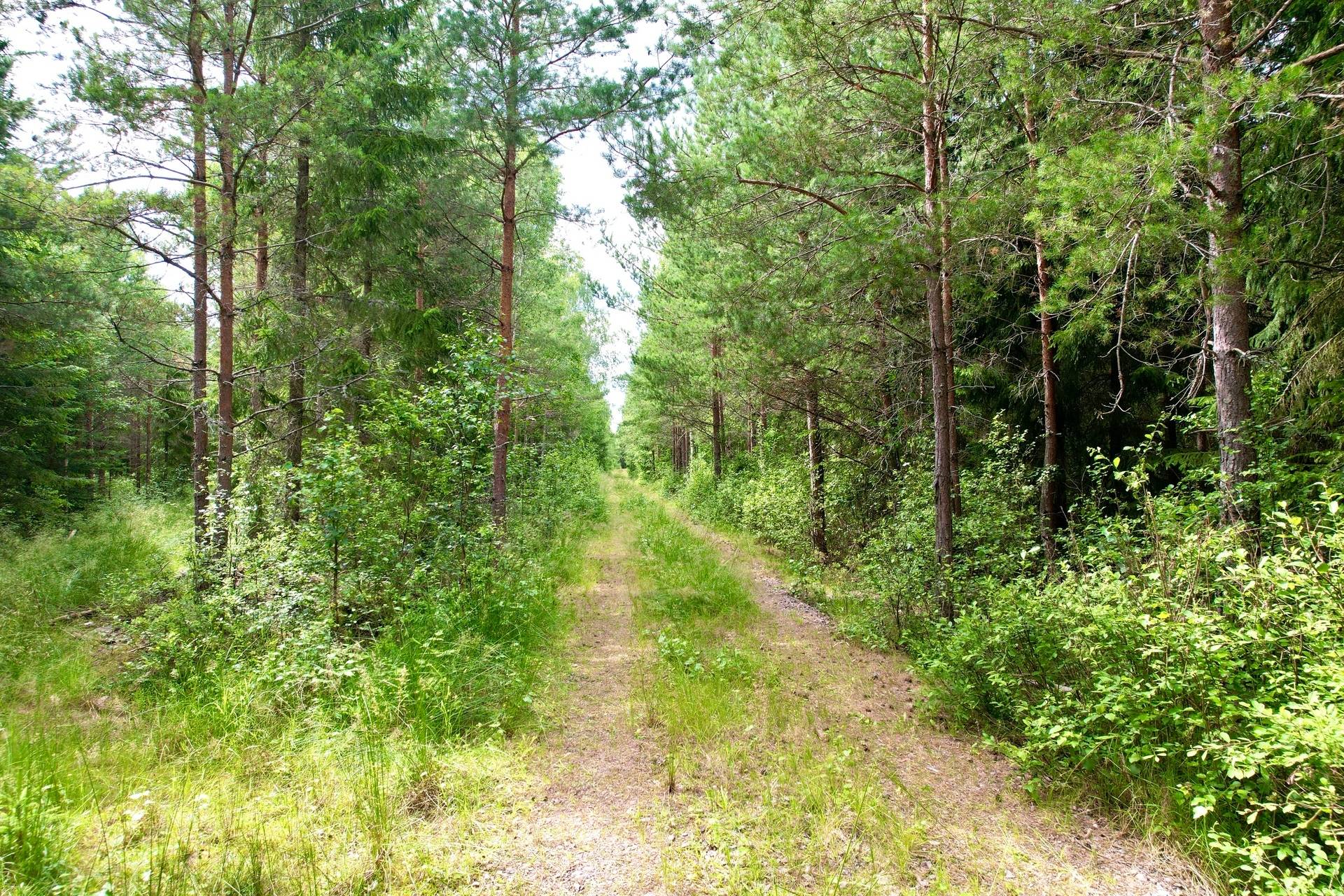 4 rum Gård med skogsbruk på Tåtorp Västra Sjötorp 14 Moholm Töreboda kommun - bild 66