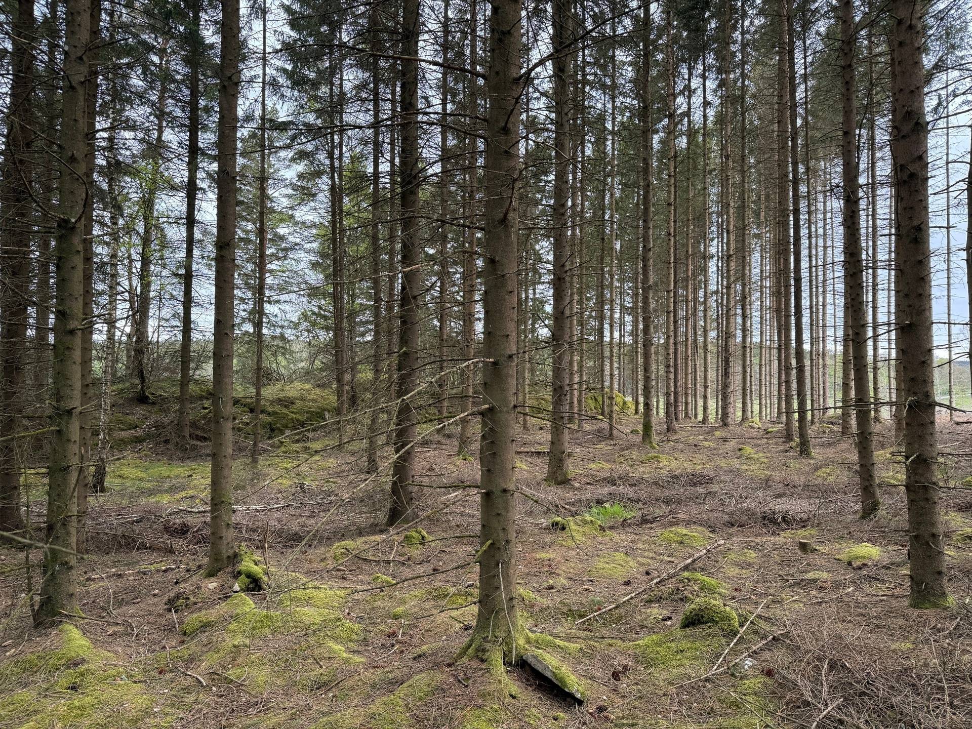 Gård utan jordbruk på Törestorp 5 Fotskäl Marks kommun - bild 28