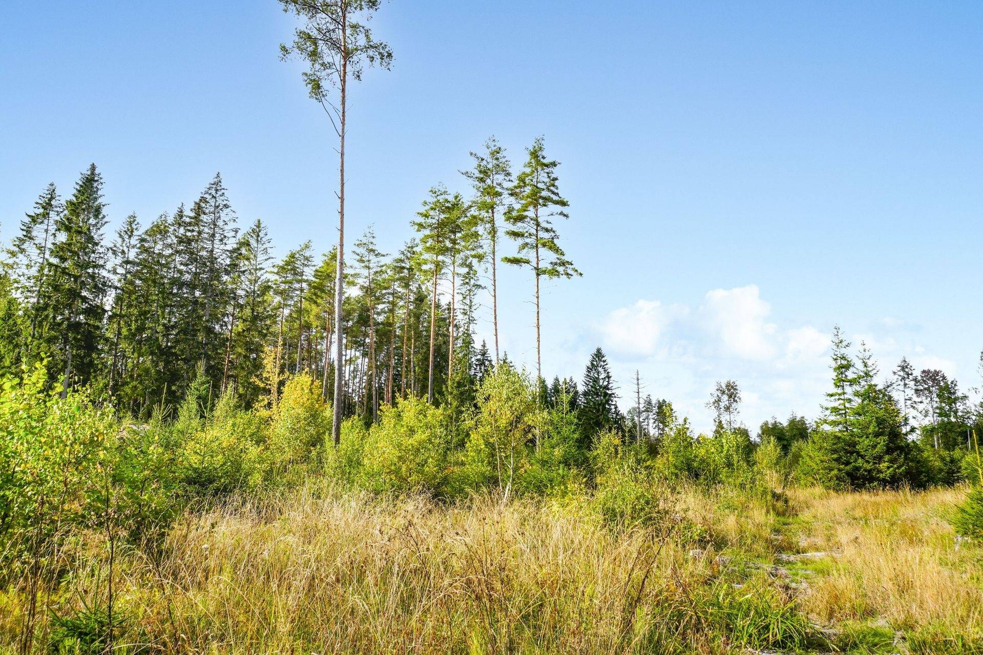 Gård med skogsbruk på NORRTÄLJE SÖDERMARJUM 2:2 Norrtälje kommun - bild 5