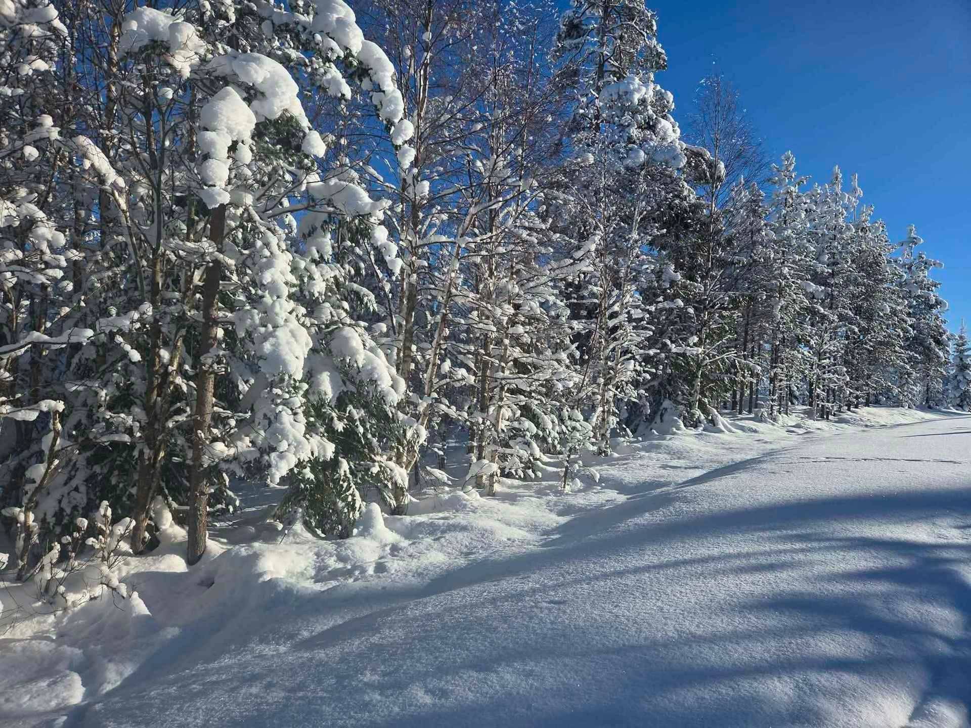 Gård/skog på Sörnäs 7:4 Malung - Sälen Malung-Sälens kommun - bild 5
