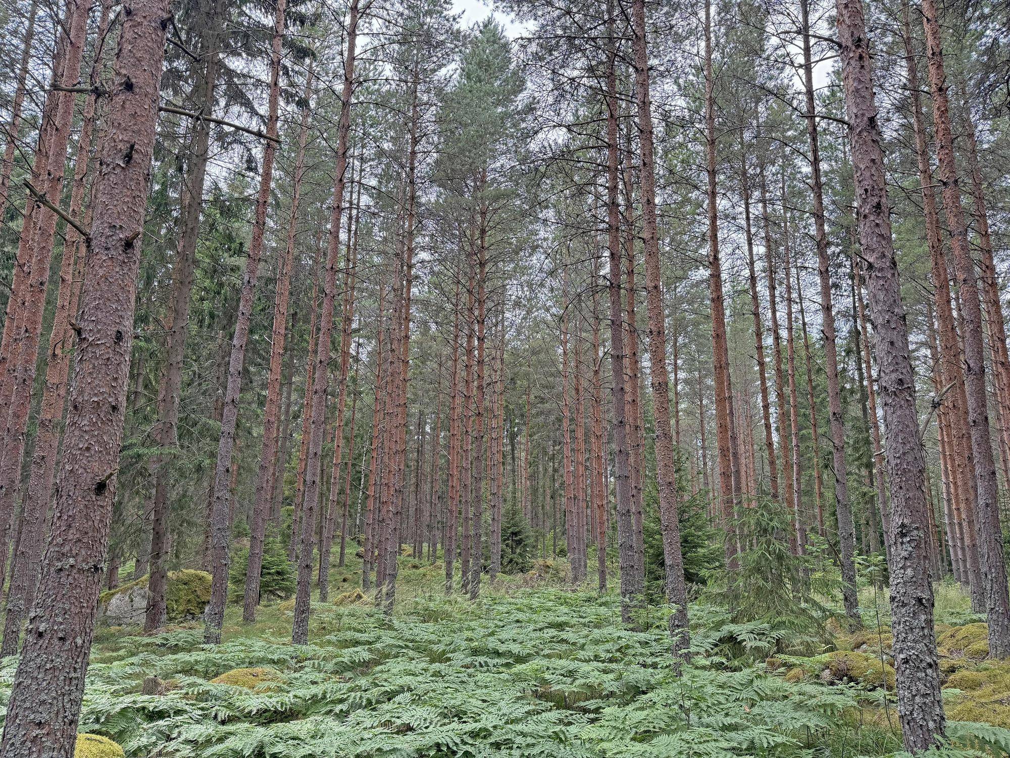 Eskilstuna, Eskilstuna kommun