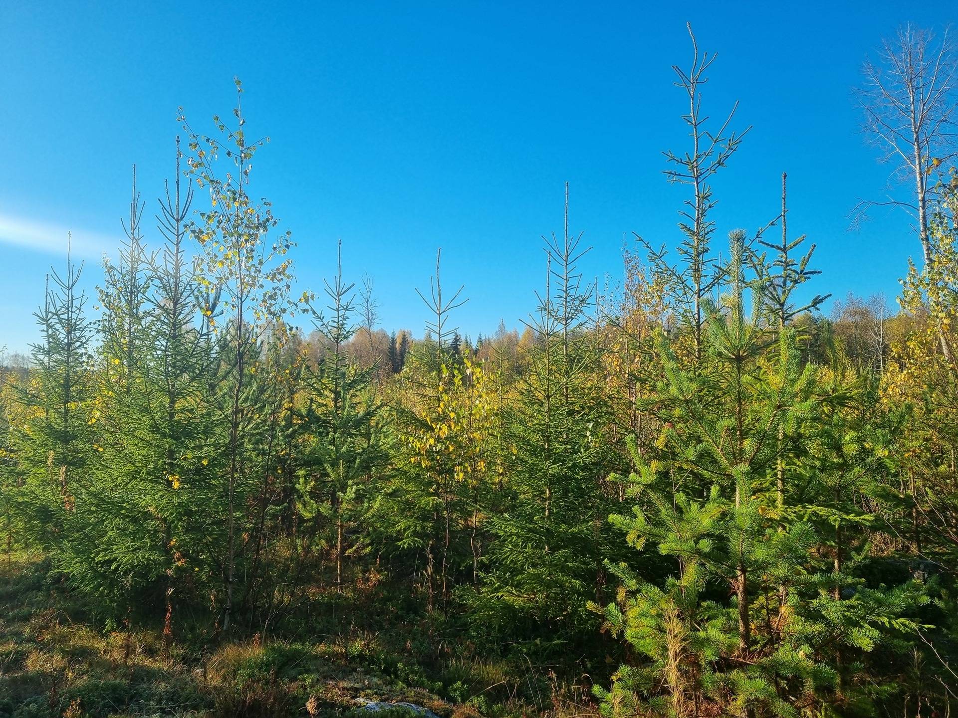 Gård med skogsbruk på NORDMALING GRÄSMYR 3:17 Nordmalings kommun - bild 7