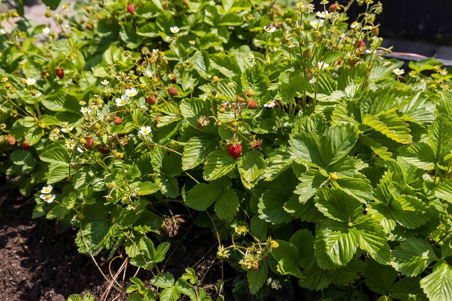 4 rum Radhus på Tranbärsstigen 15C Finninge Strängnäs kommun - bild 49