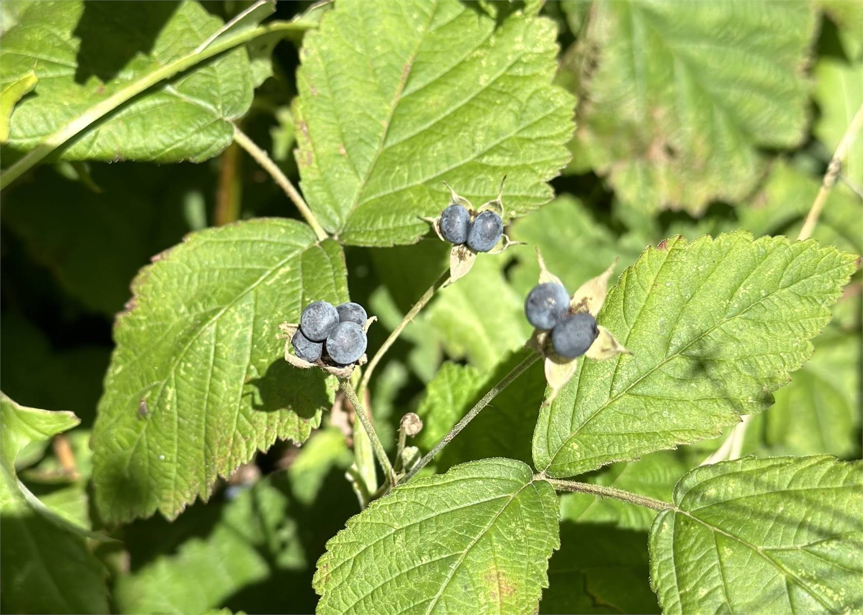 6 rum Villa på Pårupshus 1290 Gryttinge Svalövs kommun - bild 32