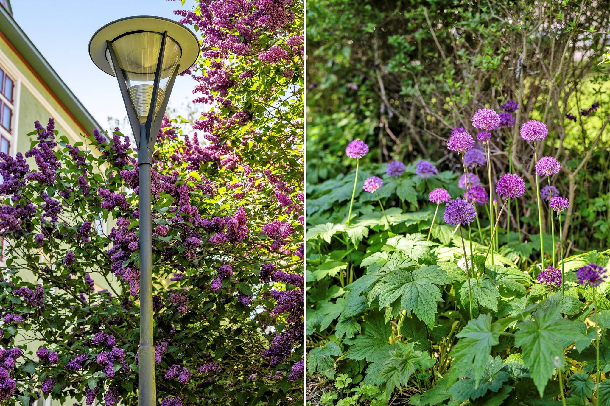 2.5 rum Lägenhet på Höganäsgatan 6B Höganäs Uppsala kommun - bild 34