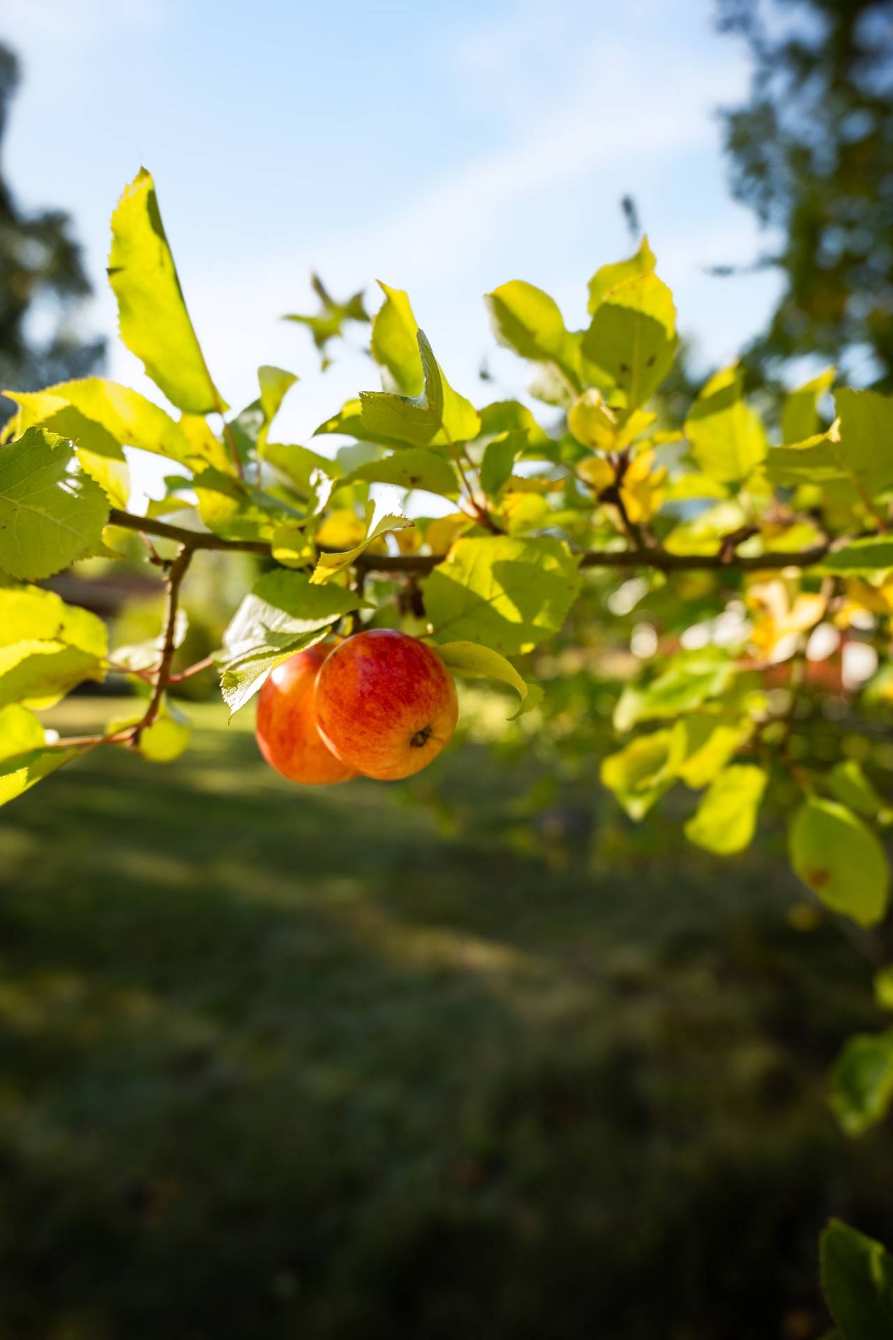 5 rum Fritidshus på Östra Hällasjö 124 Emmaboda kommun - bild 51