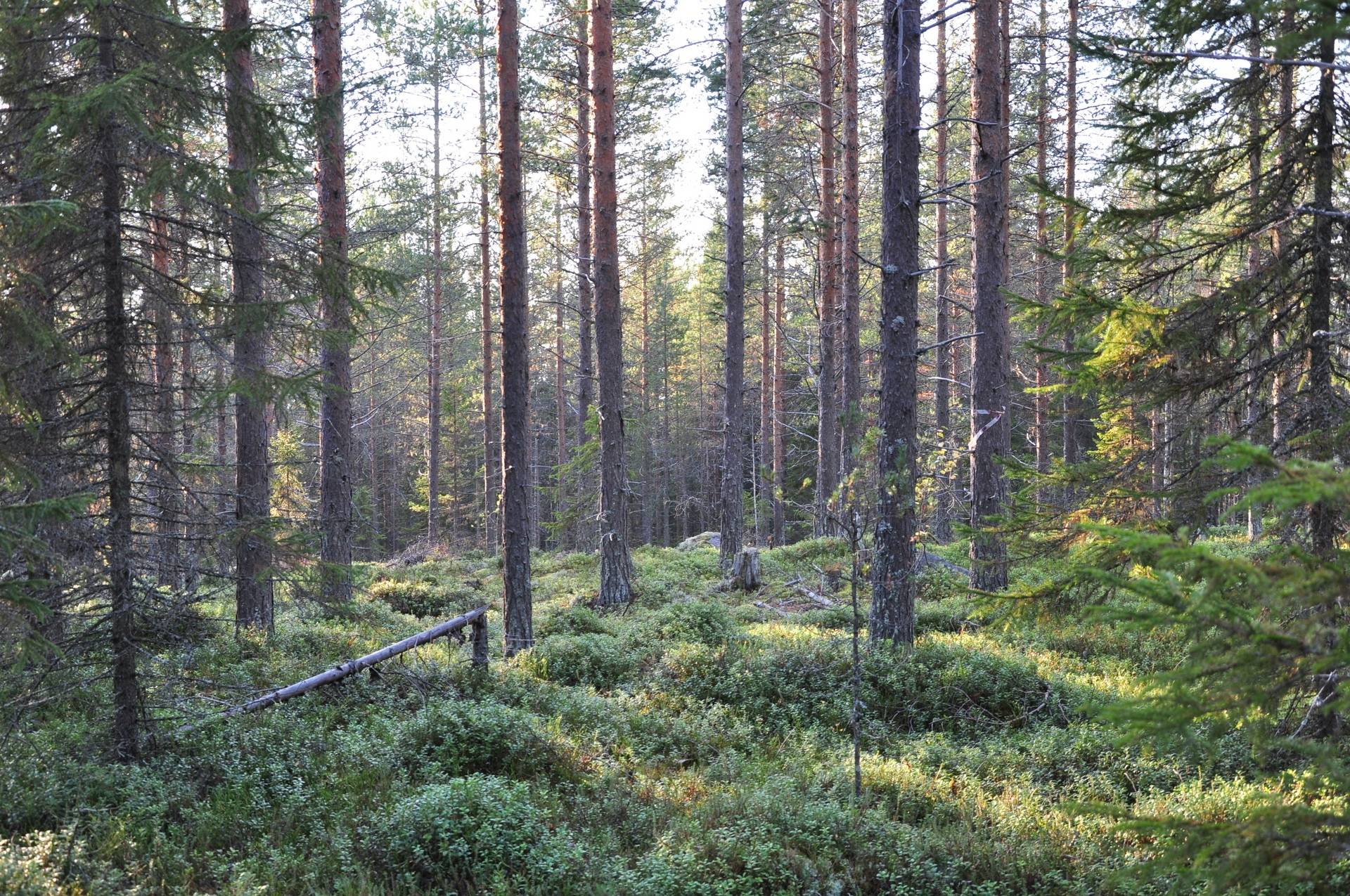 gård/skog på Sunderbyn Södra Sunderbyn, Luleå kommun - bild 3