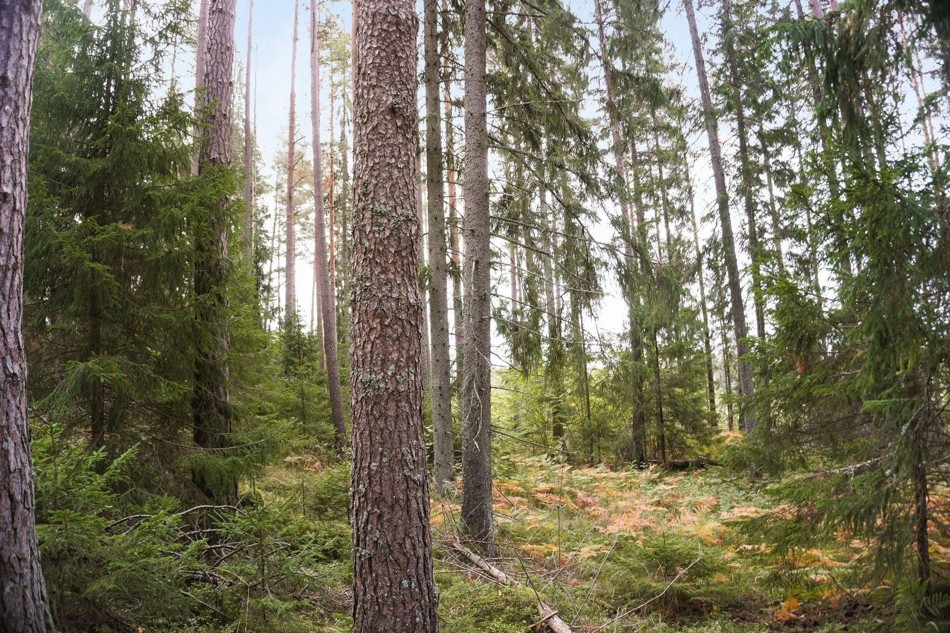 Gård med skogsbruk på Norrtälje Bro 4:8 & 8:1 Norrtälje kommun - bild 18