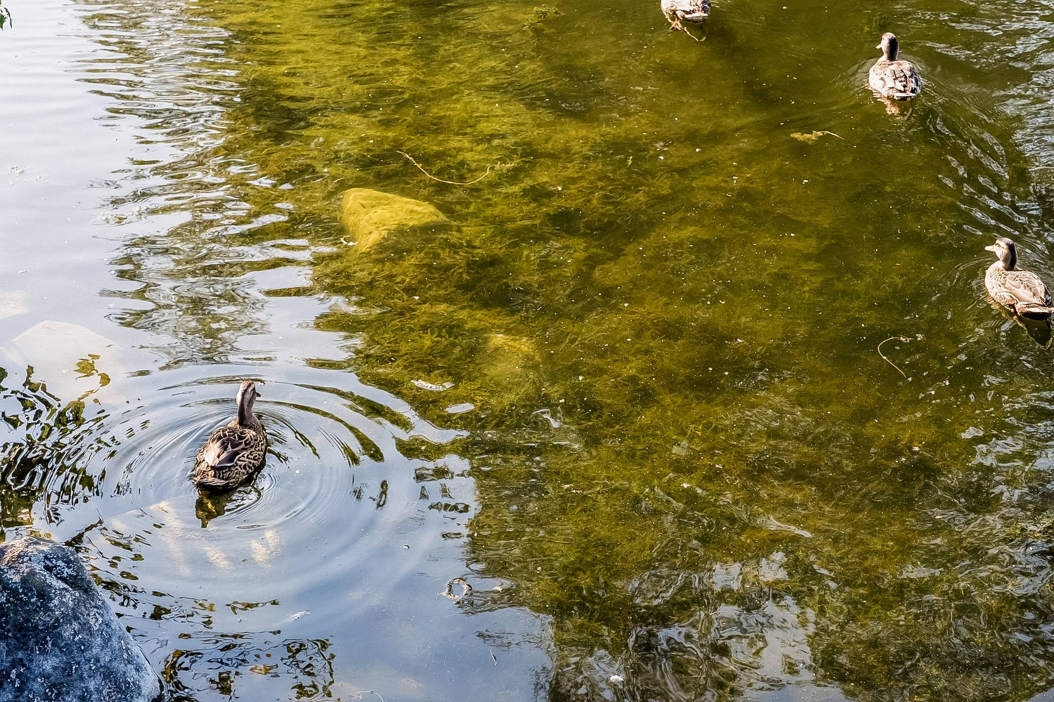 3 rum Radhus på Vikhögsgatan 1G Videdal - Husie Malmö kommun - bild 29
