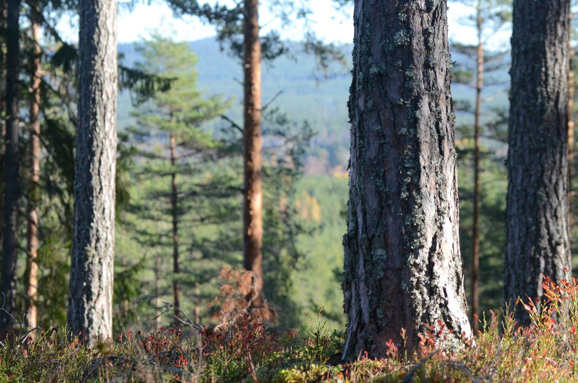 gård med skogsbruk på Utanmyra Sundborn, Falu kommun - bild 1