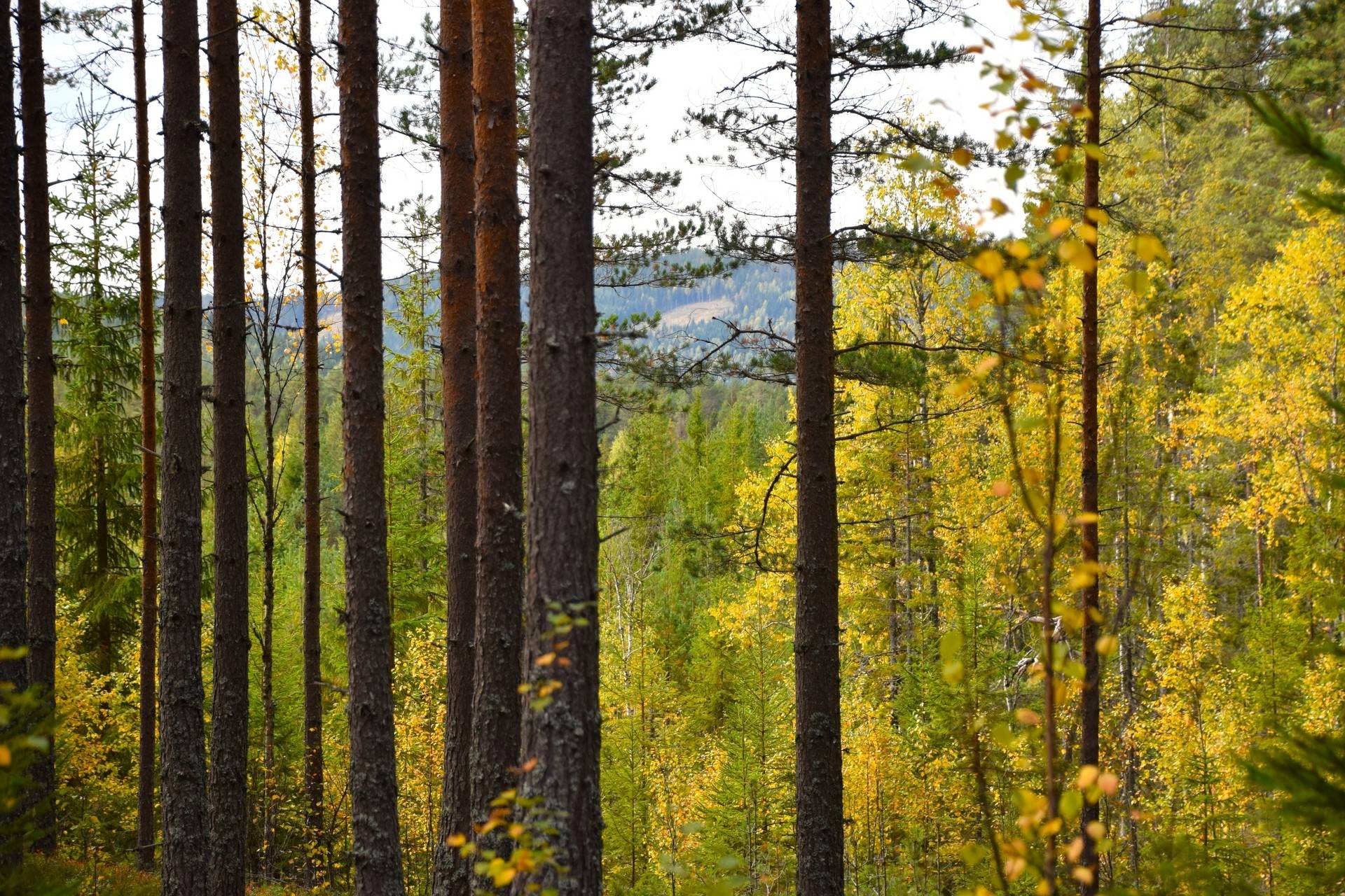 Gård med skogsbruk på Gravol Gravol Torsby kommun - bild 15