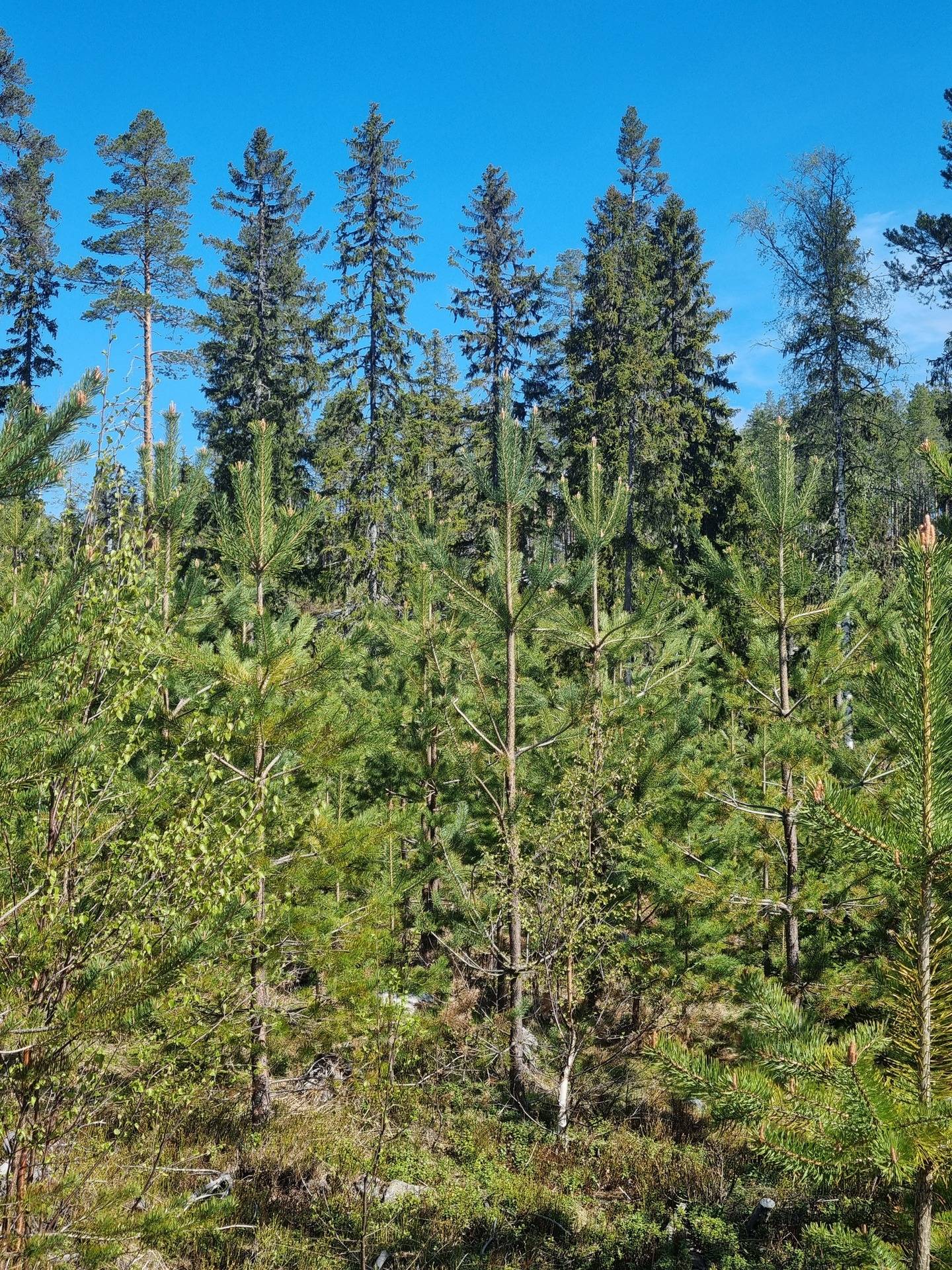 Gård med skogsbruk Örnsköldsvik Örnsköldsviks kommun - bild 15