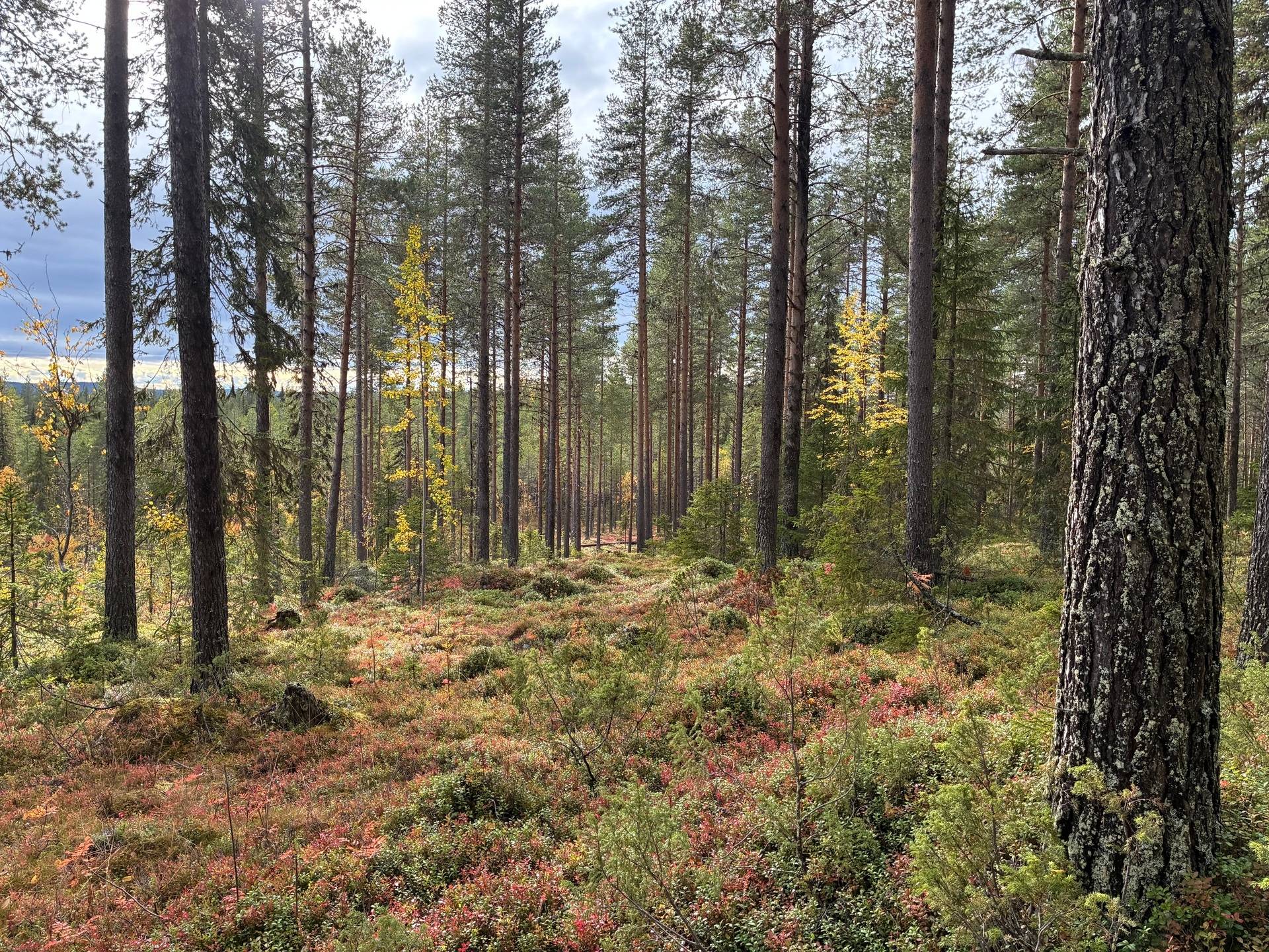 Gård/skog på LYCKSELE NORRBY 1:65 samt 5:1 Lycksele kommun - bild 6