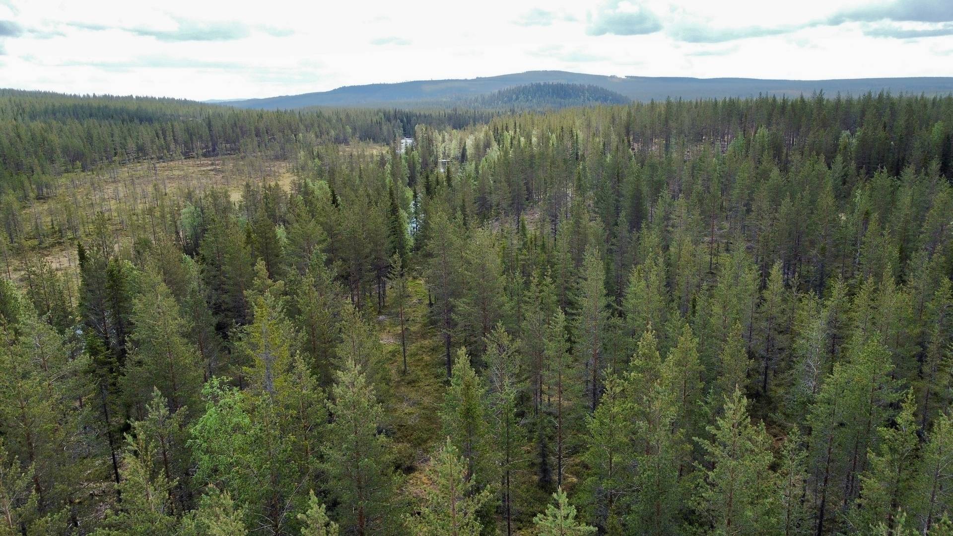 Gård med skogsbruk på Skog kring Tjärnberg Malå kommun - bild 3