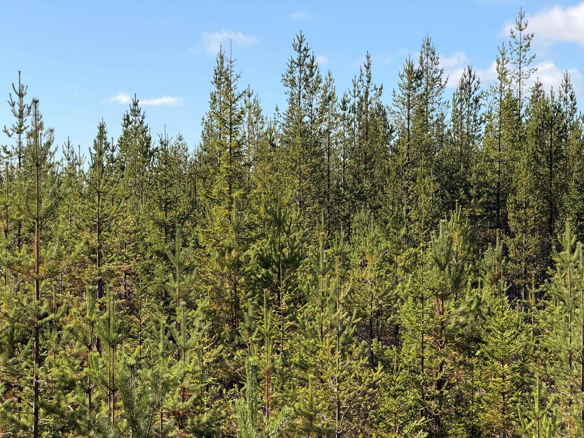 Gård/skog på Limbäck 103:2 Mora kommun - bild 14