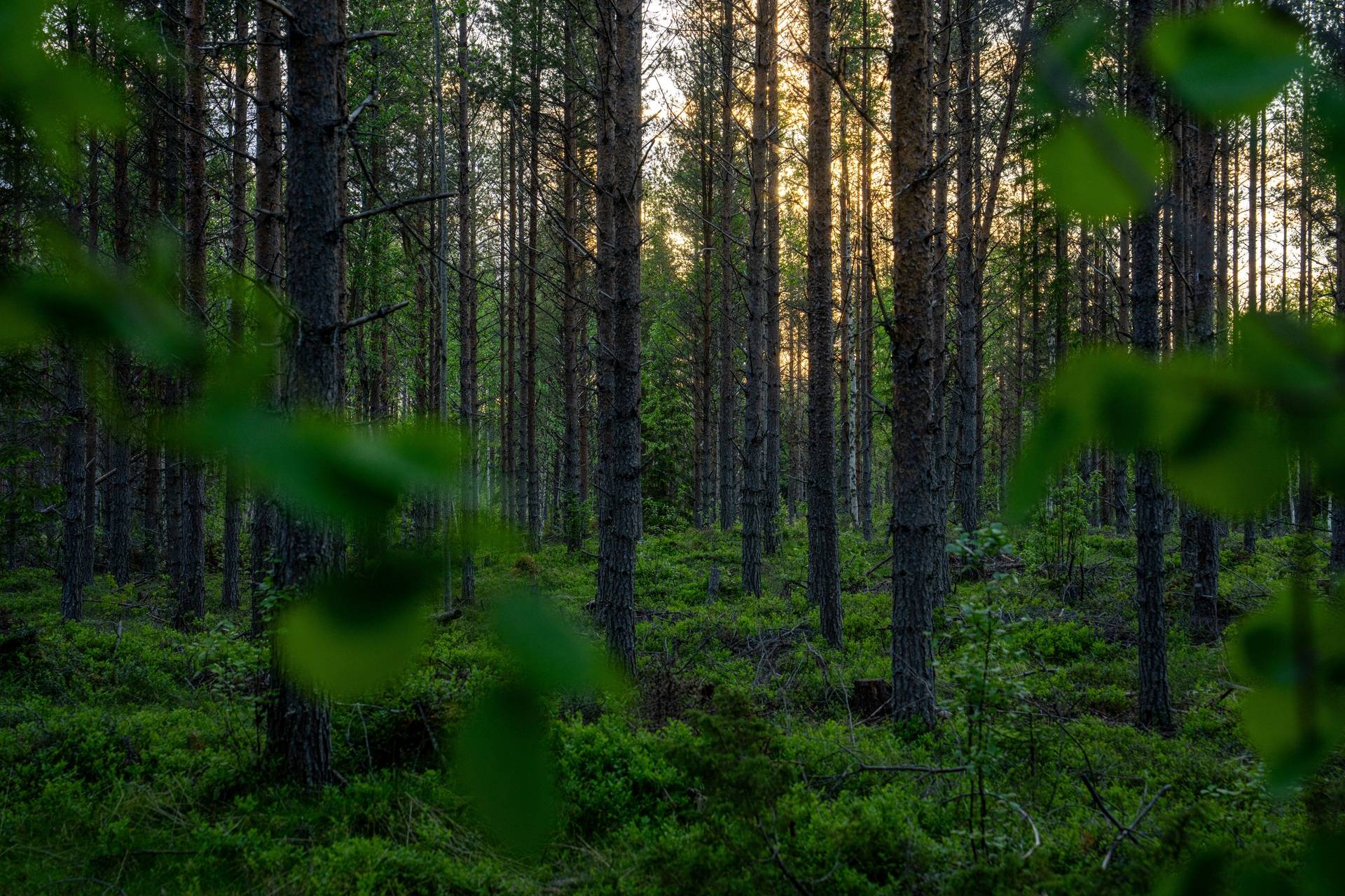 Gård/skog på Raftälven Krokoms kommun - bild 2