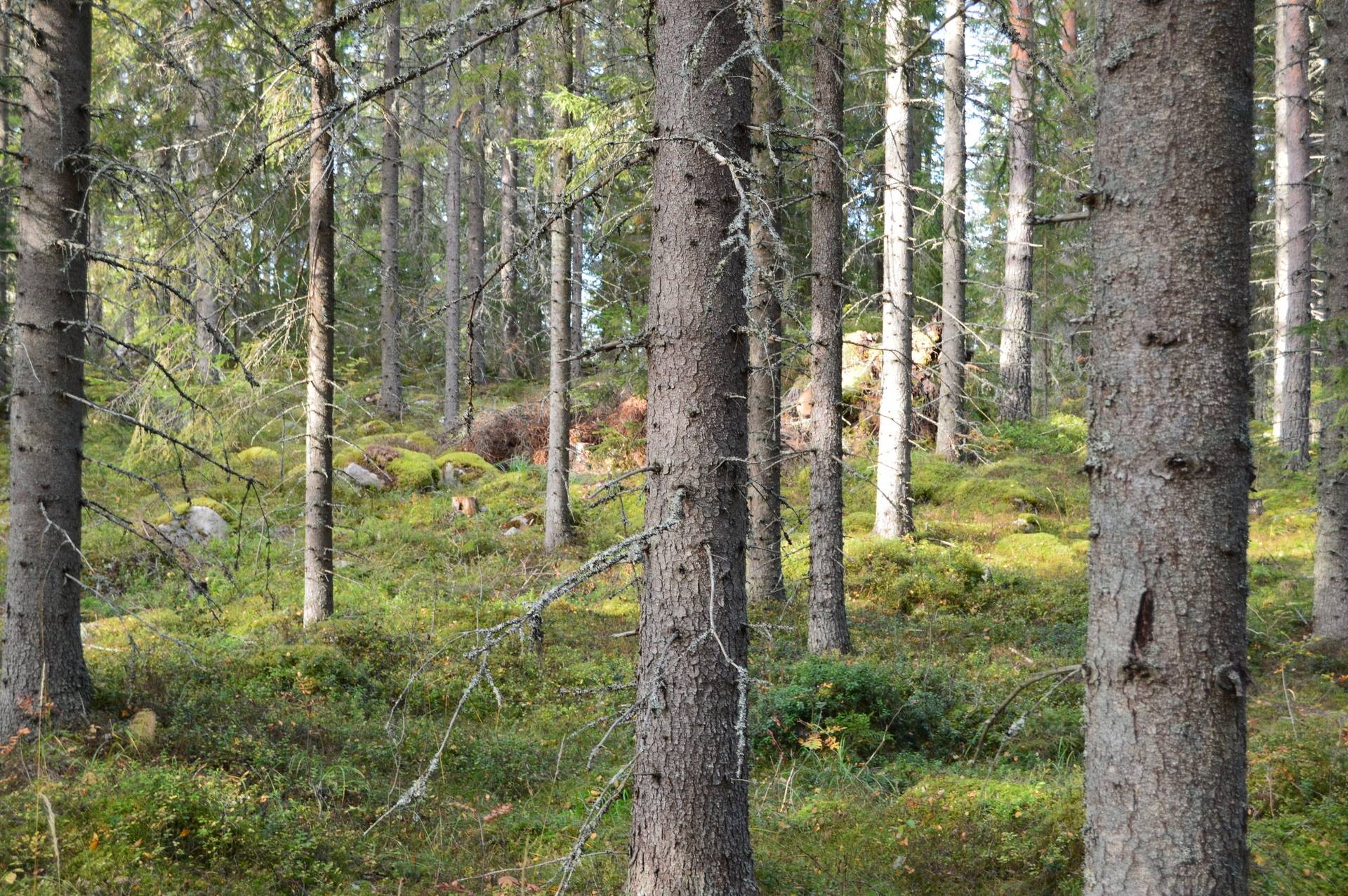 Gård med jordbruk på Sömskars skogen Sandvikens kommun - bild 33