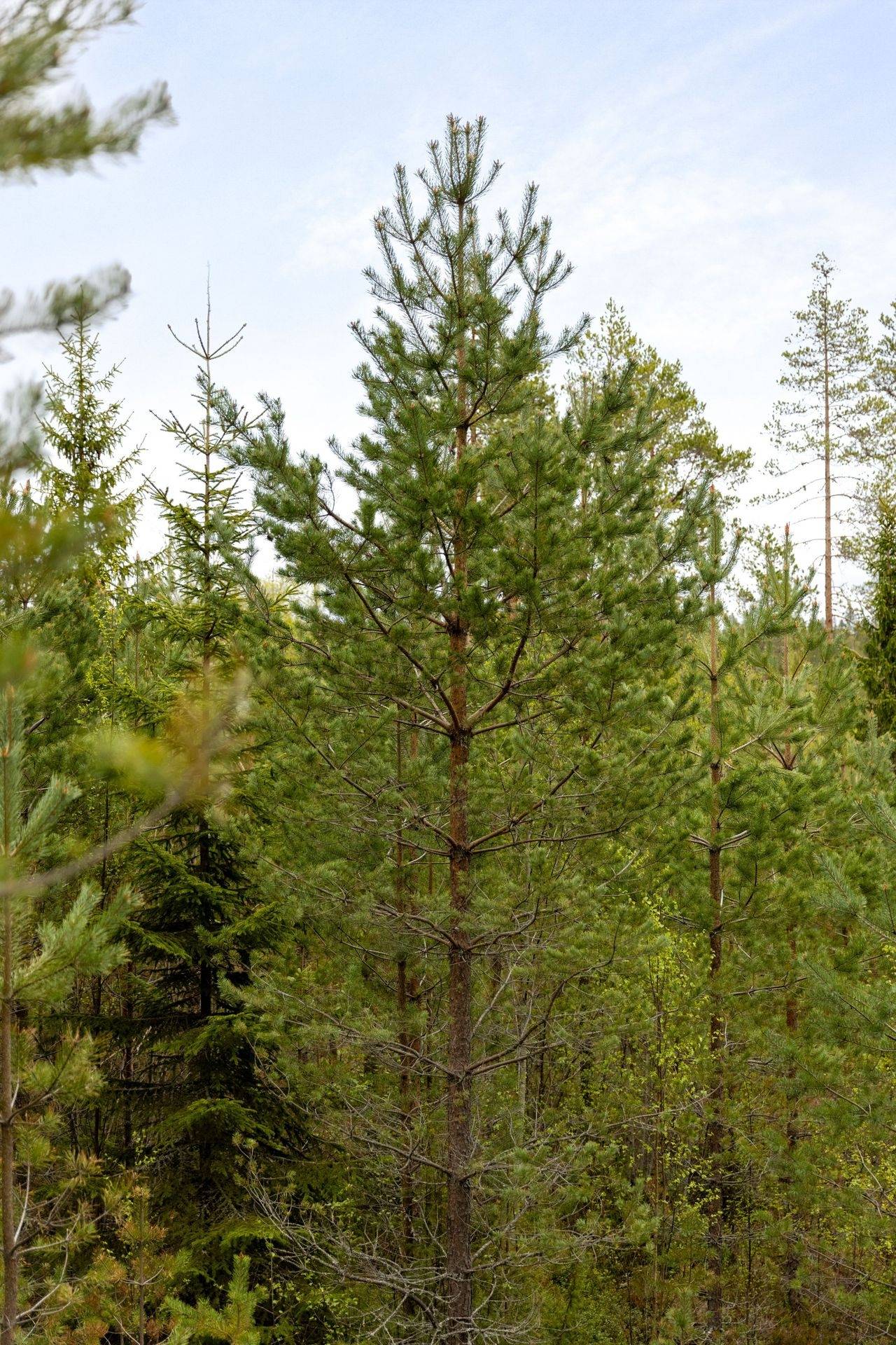 Gård med skogsbruk på Lindan 6:2 Gagnefs kommun - bild 18
