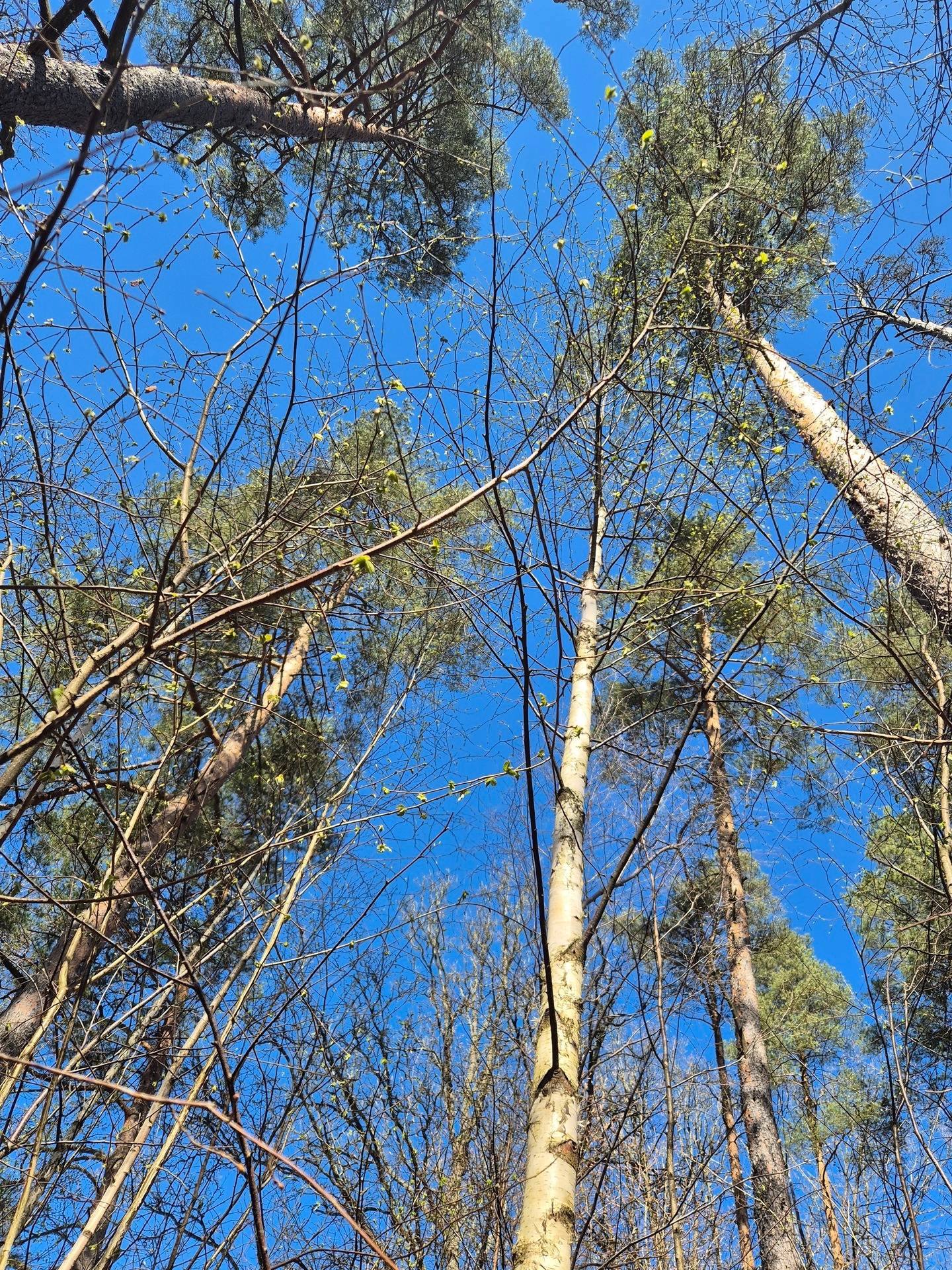 Gård/skog på Skärseröd 2253 Hässleholms kommun - bild 12