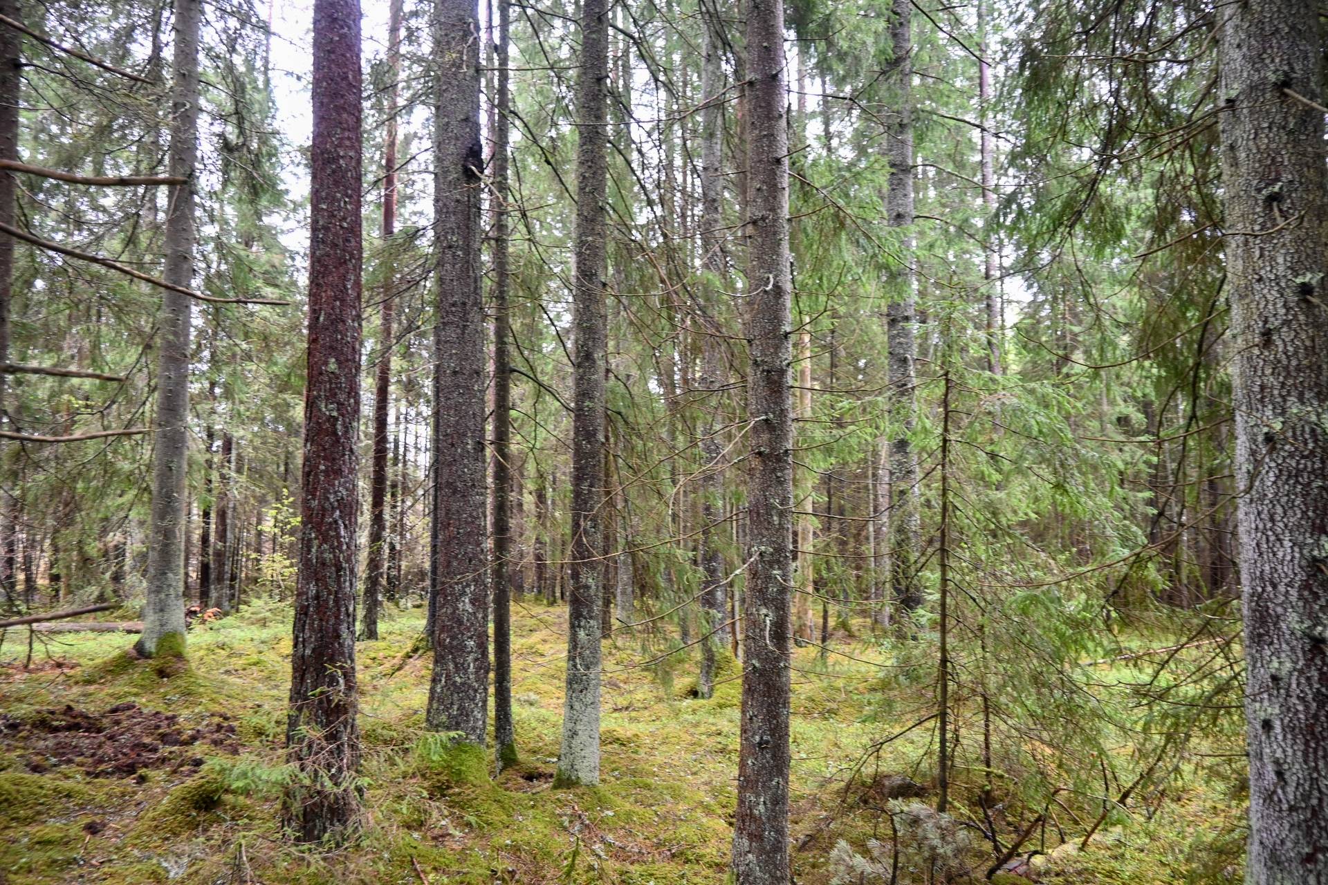 Gård med skogsbruk på Lida Sävsjö kommun - bild 24