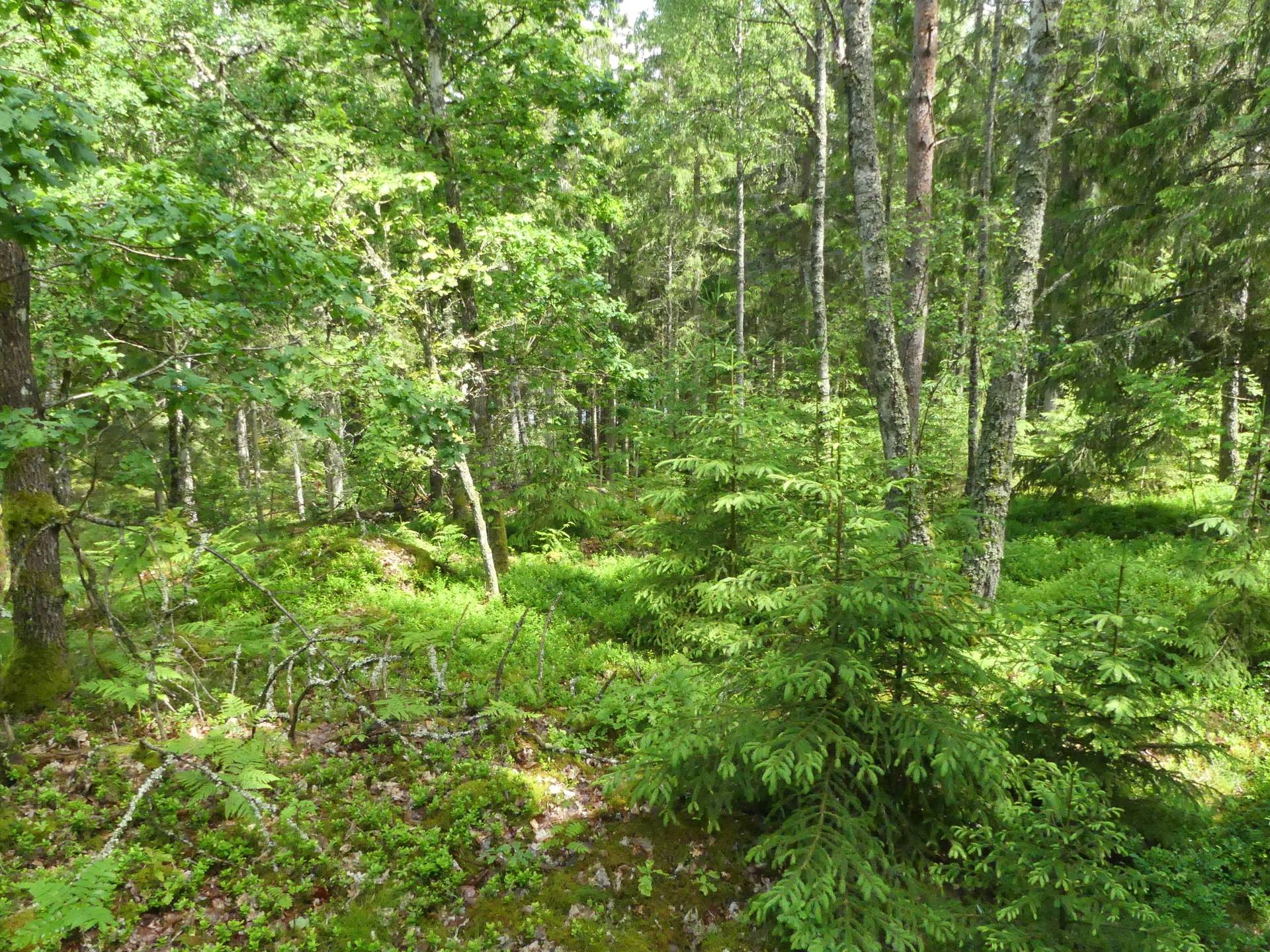 Gård/skog på Växjö Lönås Lönås Växjö kommun - bild 10