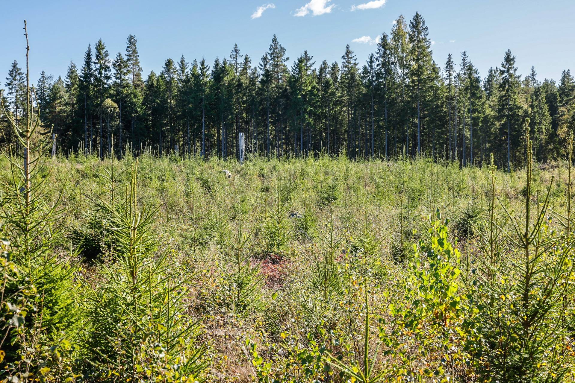 Gård/skog på SVENLJUNGA UGGLEBO 2:3 Örsås Svenljunga kommun - bild 26
