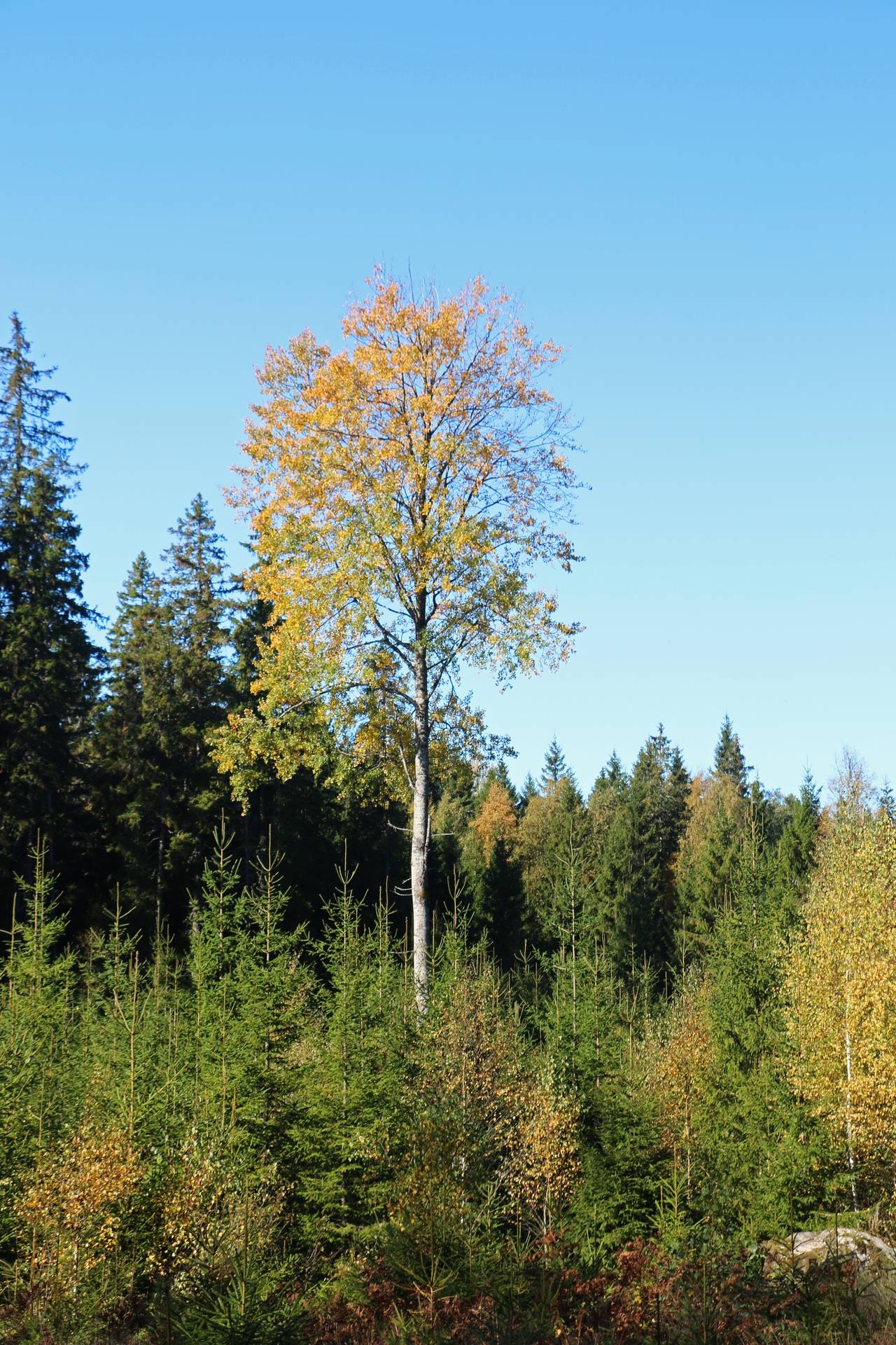 Gård med jordbruk på Älmekulla Ydre kommun - bild 16