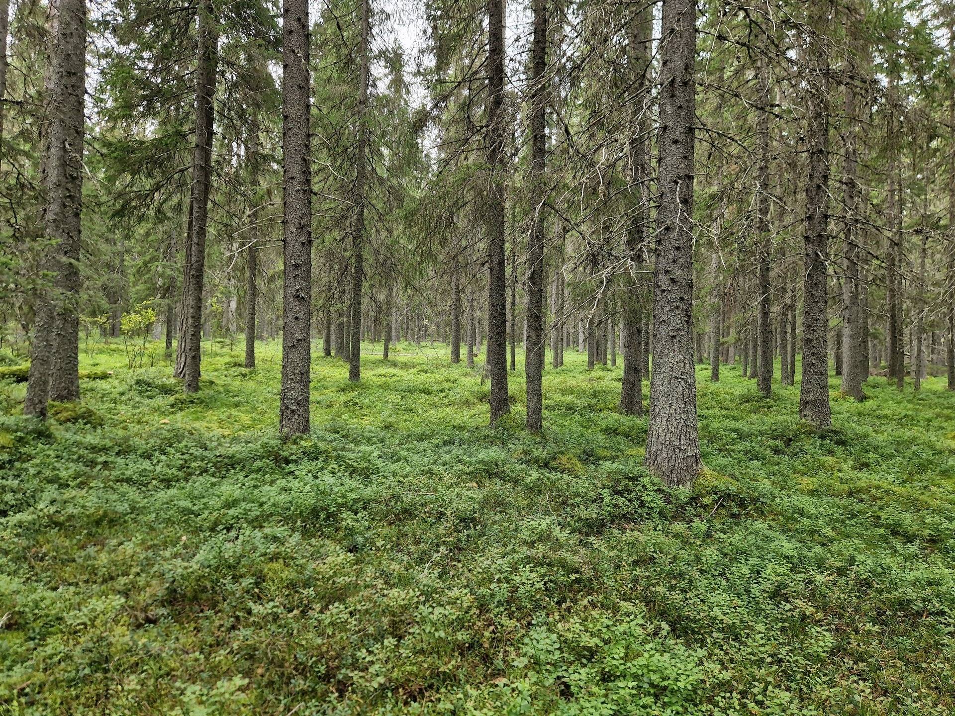 Gård med jordbruk på Morliden Skellefteå kommun - bild 8