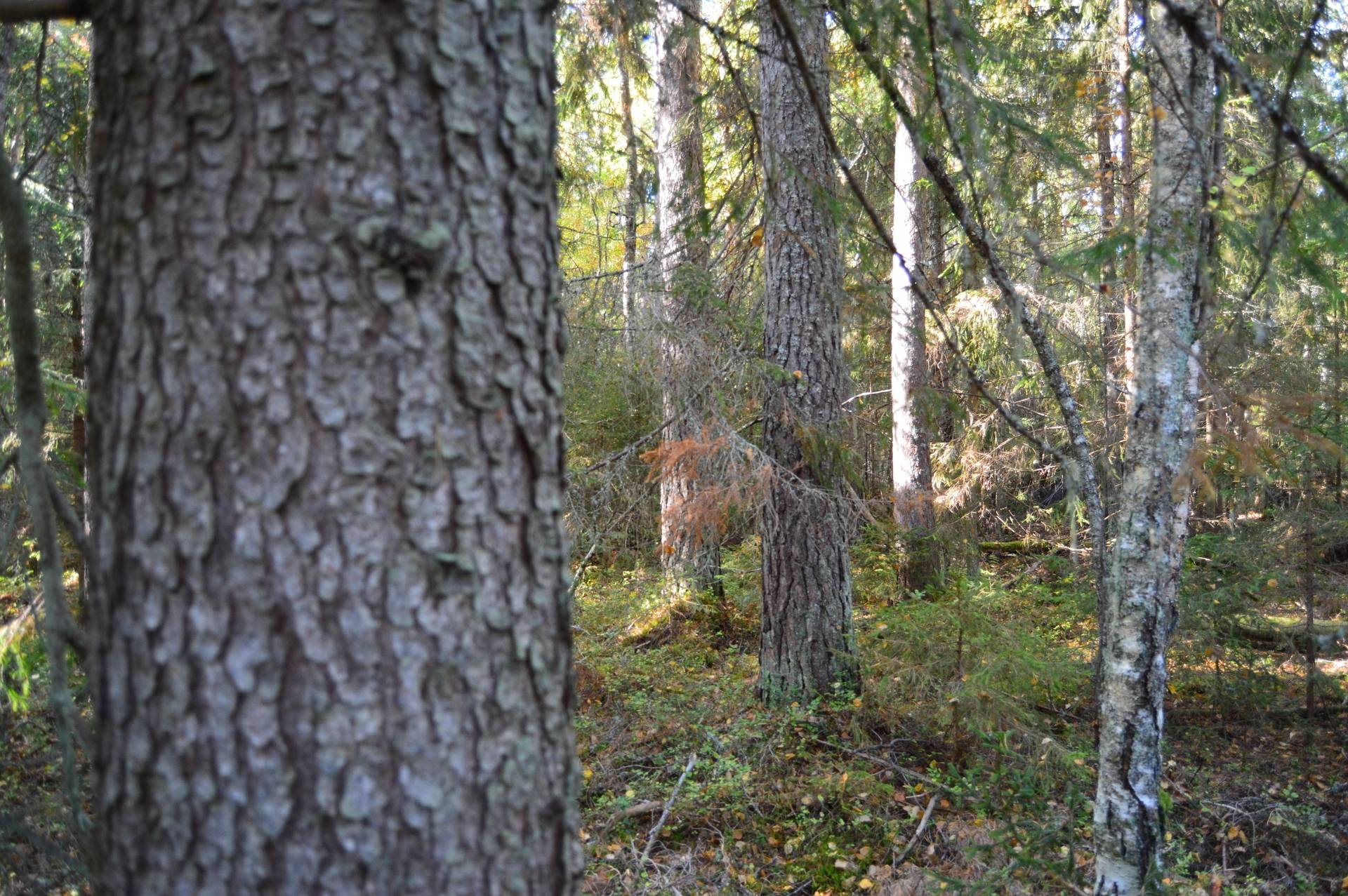 Gård med skogsbruk på Landtjärn Sandvikens kommun - bild 36