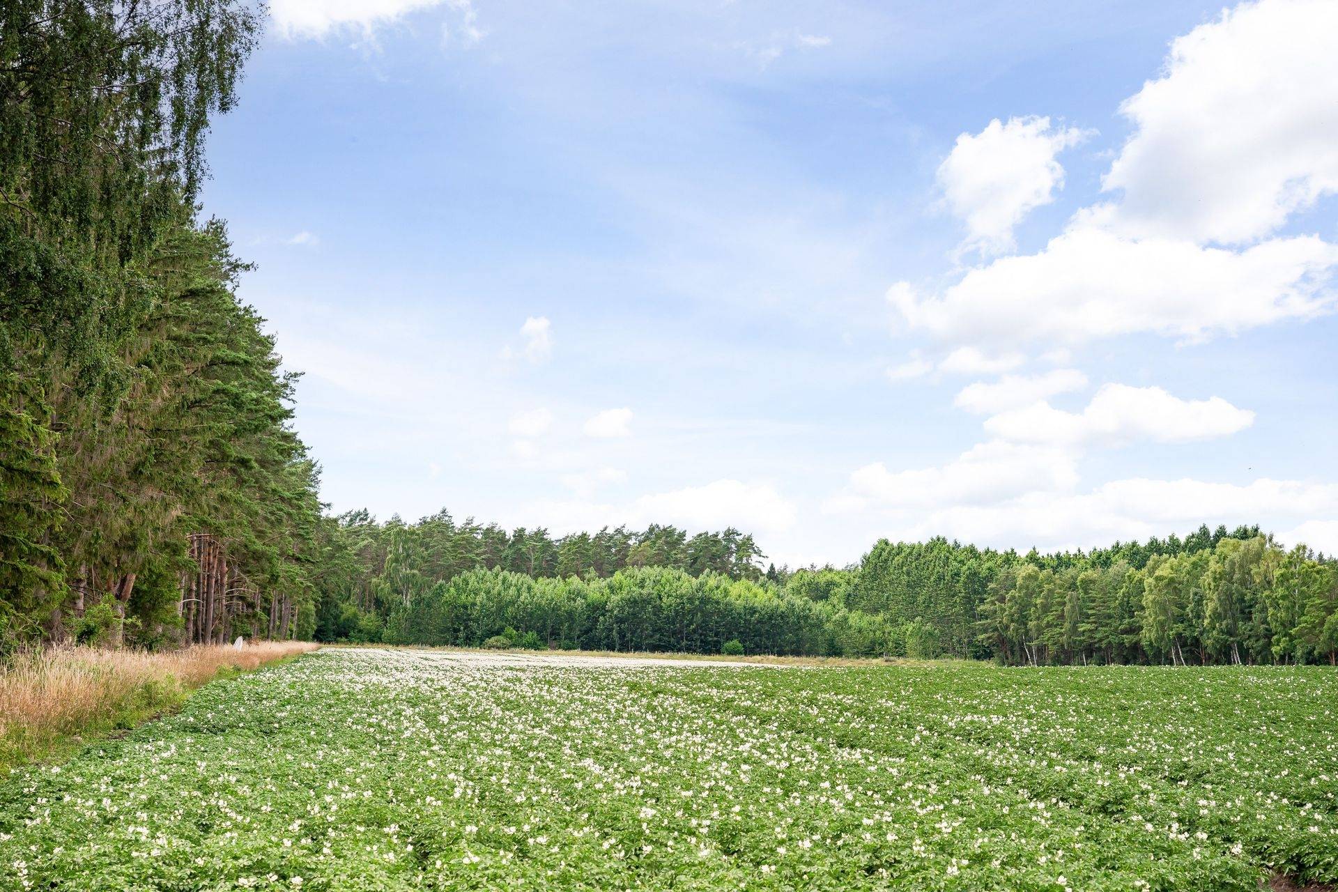 275 m² Gård med skogsbruk på Margaretehof, Lyngbyvägen 60 Everöd Kristianstads kommun - bild 120