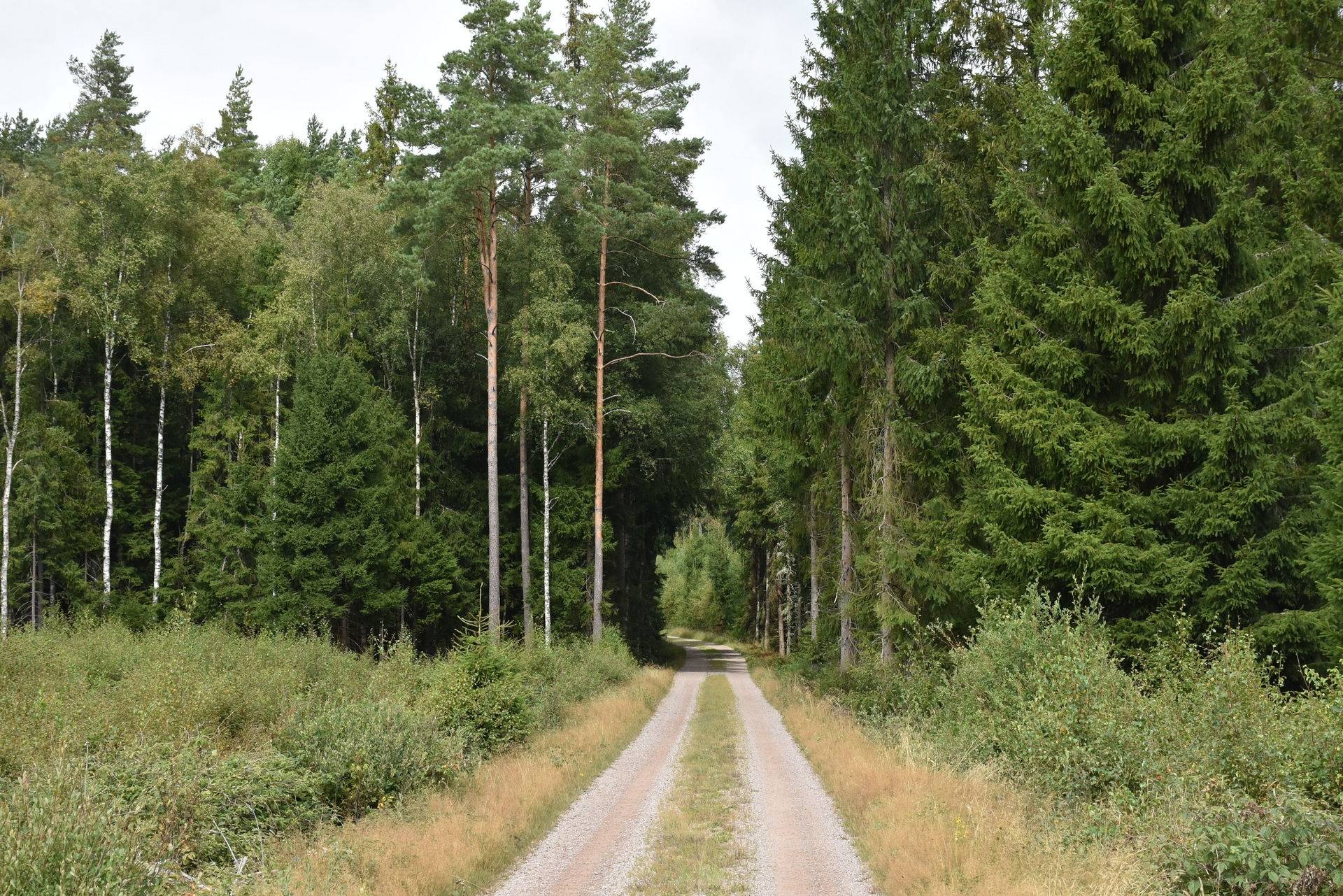 Gård med skogsbruk på Asby Släna 1 Dädesjö Växjö kommun - bild 17