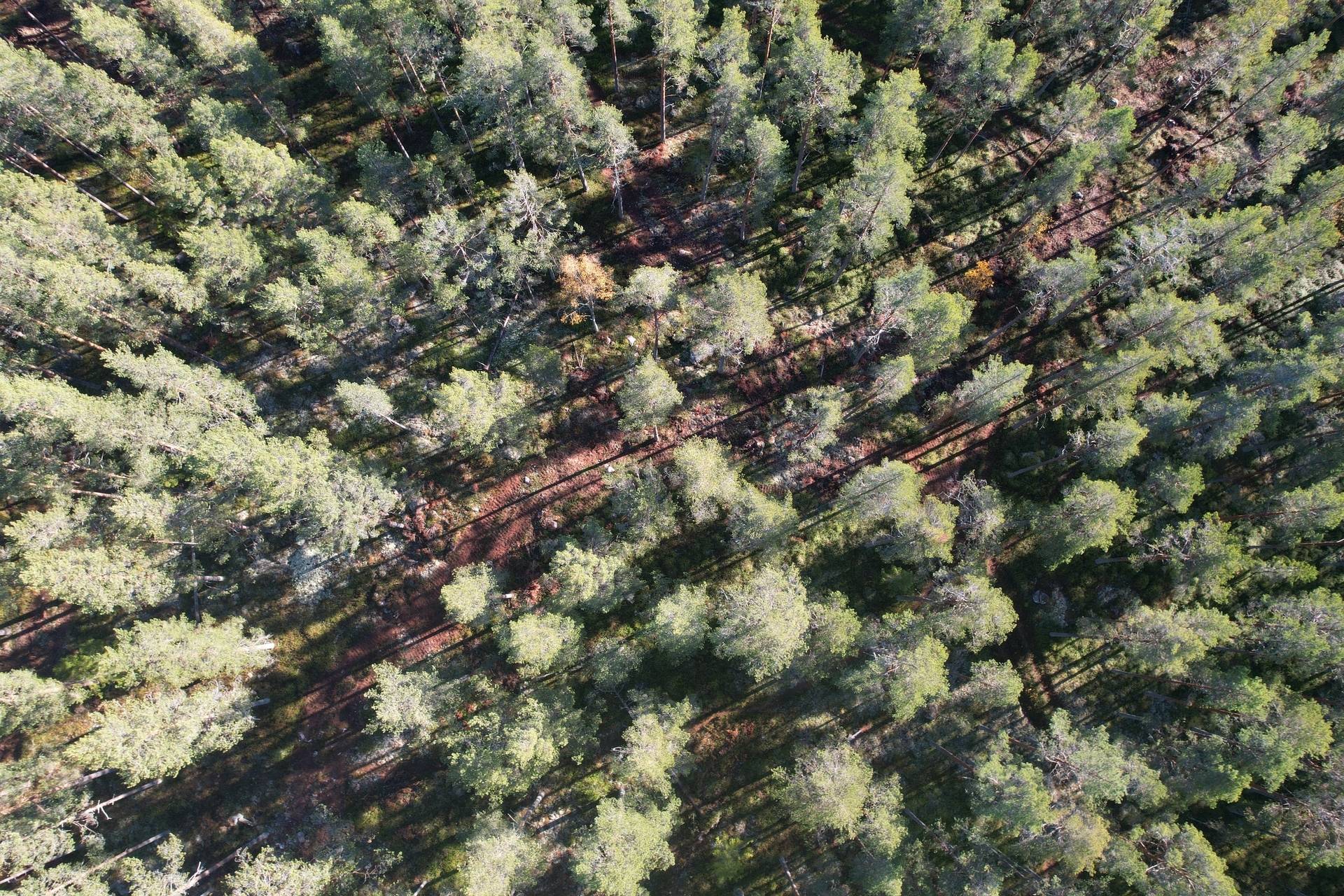 Gård med skogsbruk på Utanmyra Falu kommun - bild 30