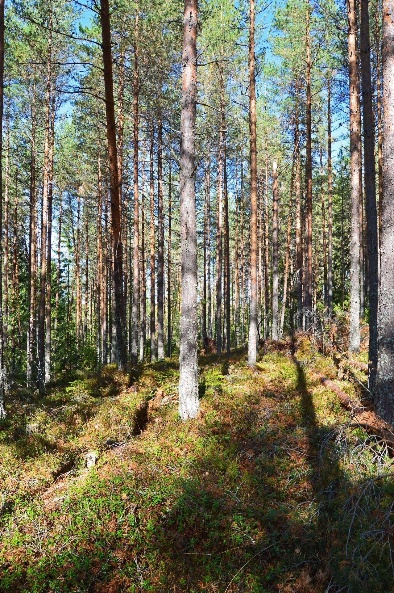 Gård med skogsbruk på Skuggarvet Falu kommun - bild 19