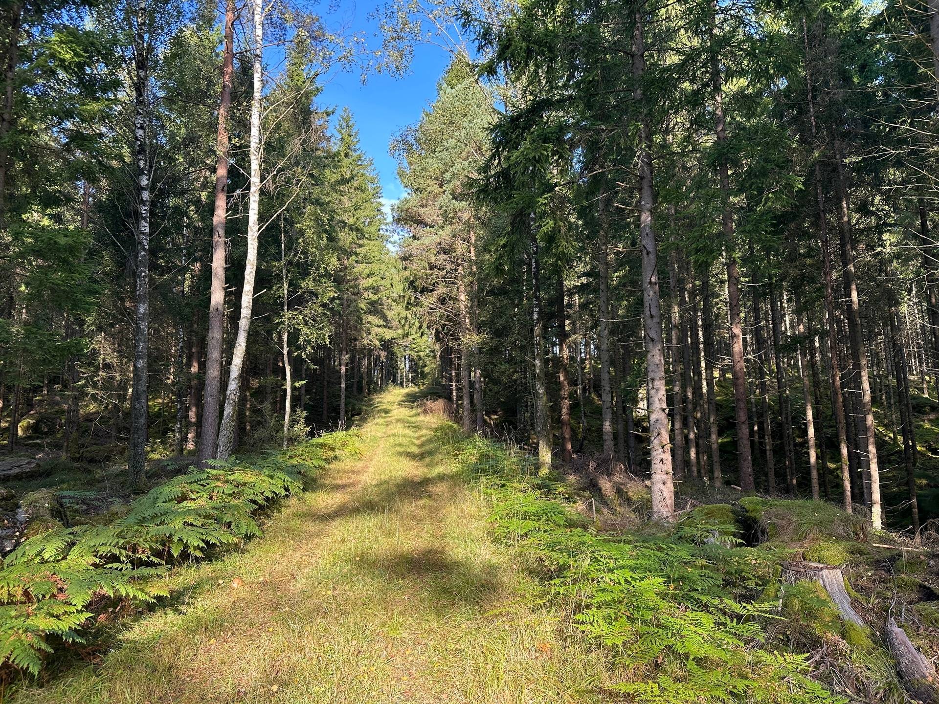 Gård med skogsbruk på MARK ANABÄCKSHULT 2:14 Anabäckshult Marks kommun - bild 16