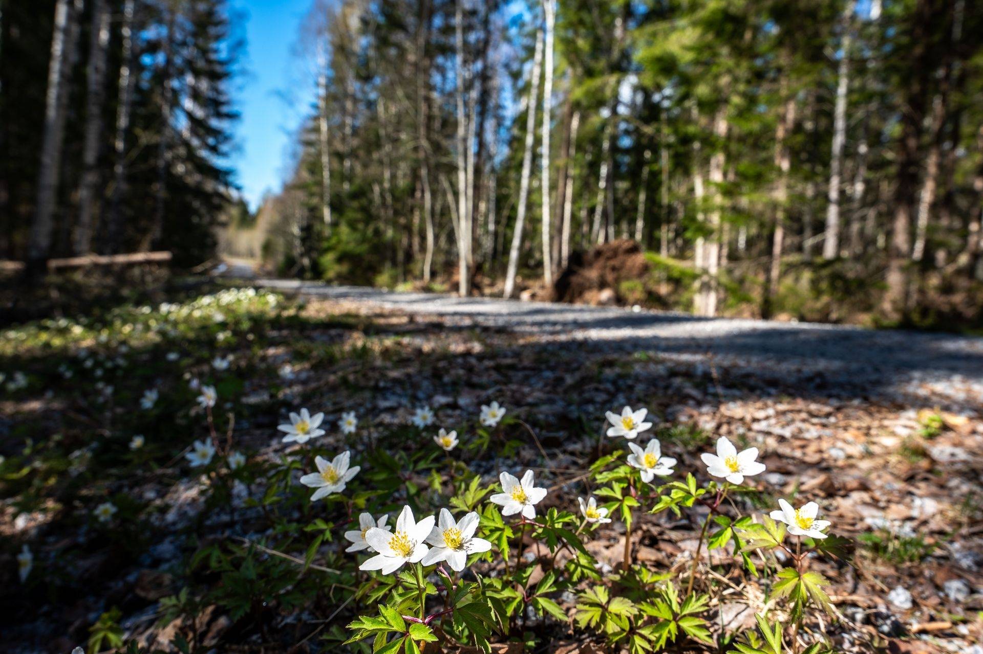 Gård/skog på SÖDERHAMN NORRBO 2:16 Söderhamns kommun - bild 17