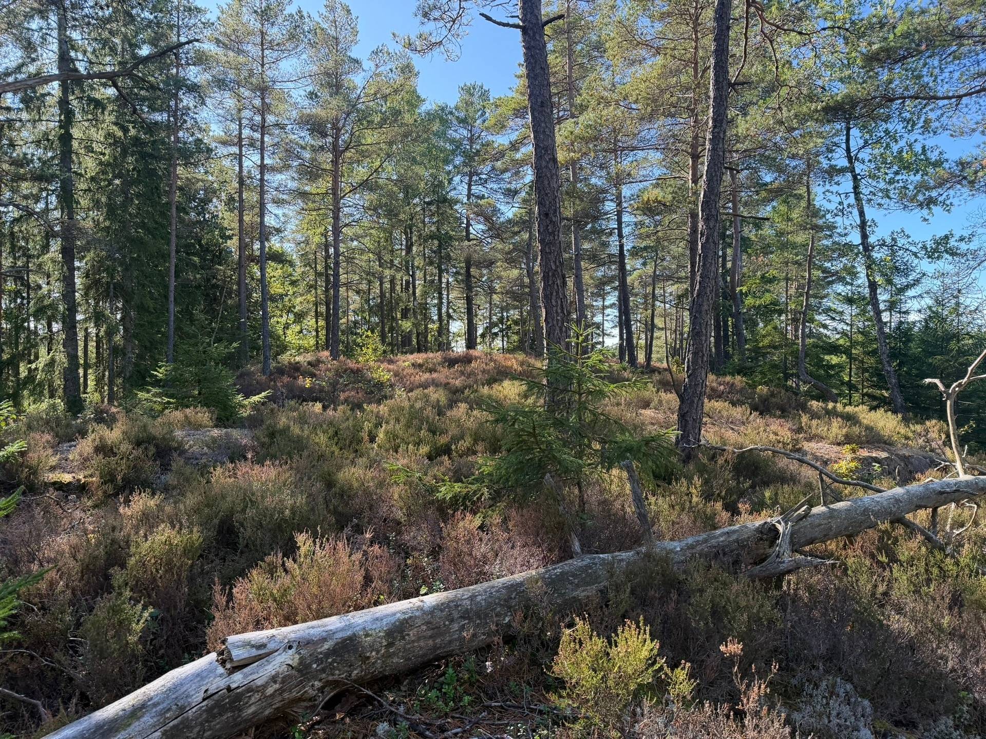 Gård/skog på Skogsfastighet i Hogstorp Hogstorp Uddevalla kommun - bild 2
