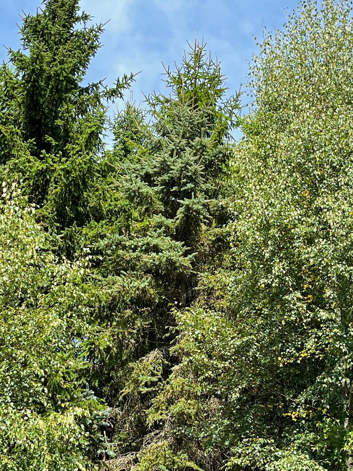 Gård/skog på Frillesås Kungsbacka kommun - bild 10