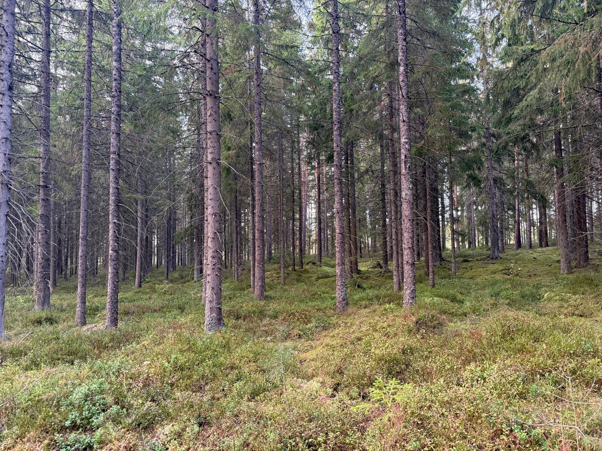 Gård med skogsbruk på Tranemo Ljungsarp 5:11 Ljungsarp Tranemo kommun - bild 12