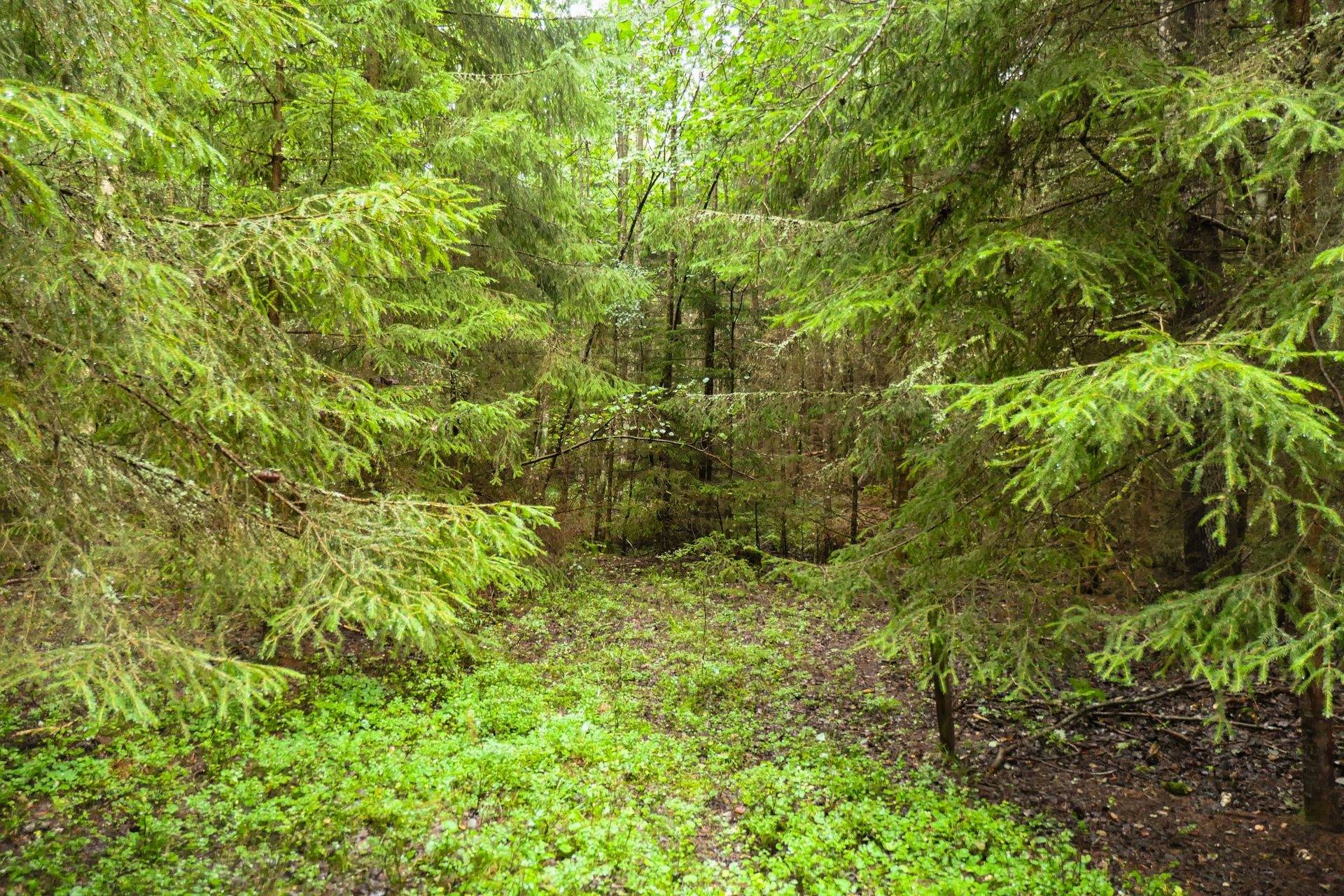 Gård/skog på Galneryd 1 Hjo kommun - bild 6