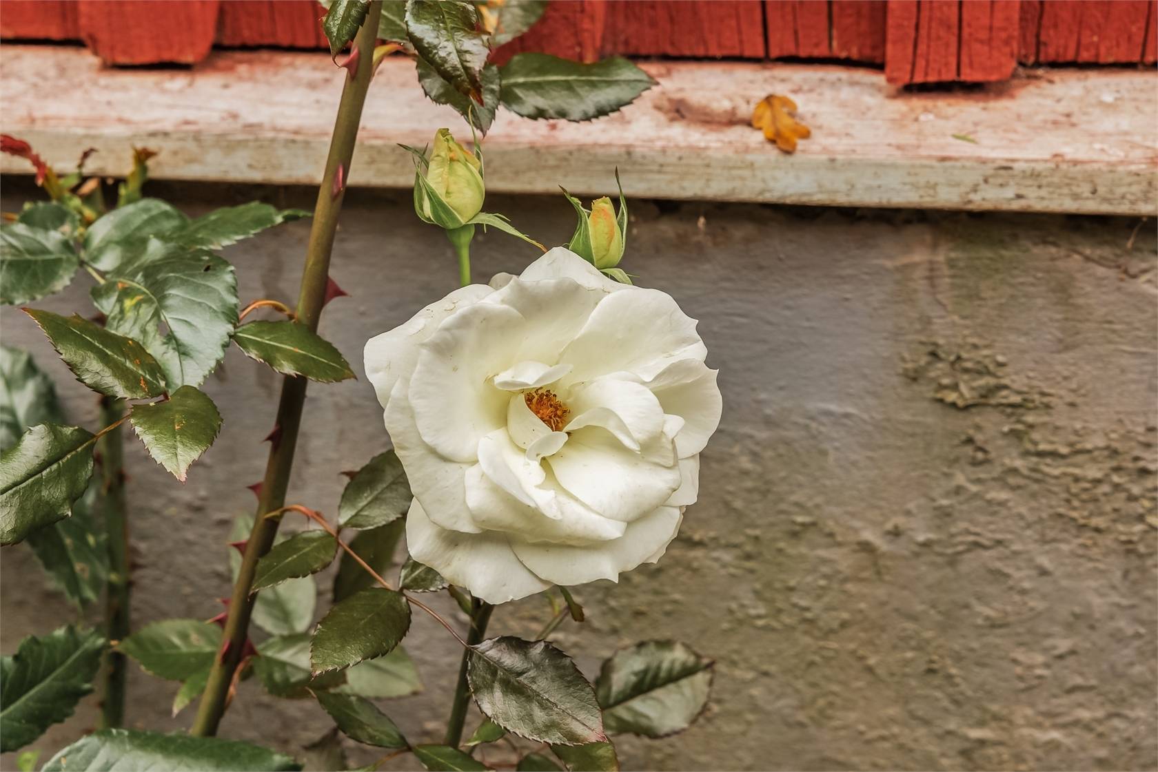 4 rum Villa på Ämnaröd 126 Eslöv Kommun Eslövs kommun - bild 36