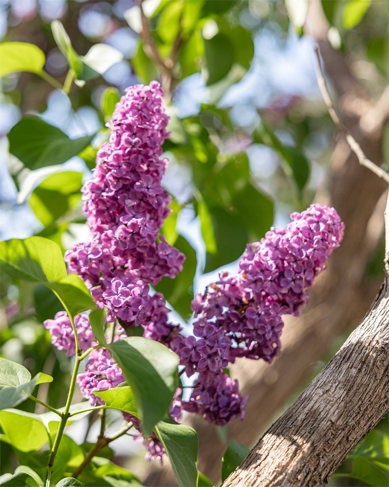 1 rum Fritidshus på Folkparksvägen 23, Västra sommarstaden nr 14 Väster Lunds kommun - bild 13
