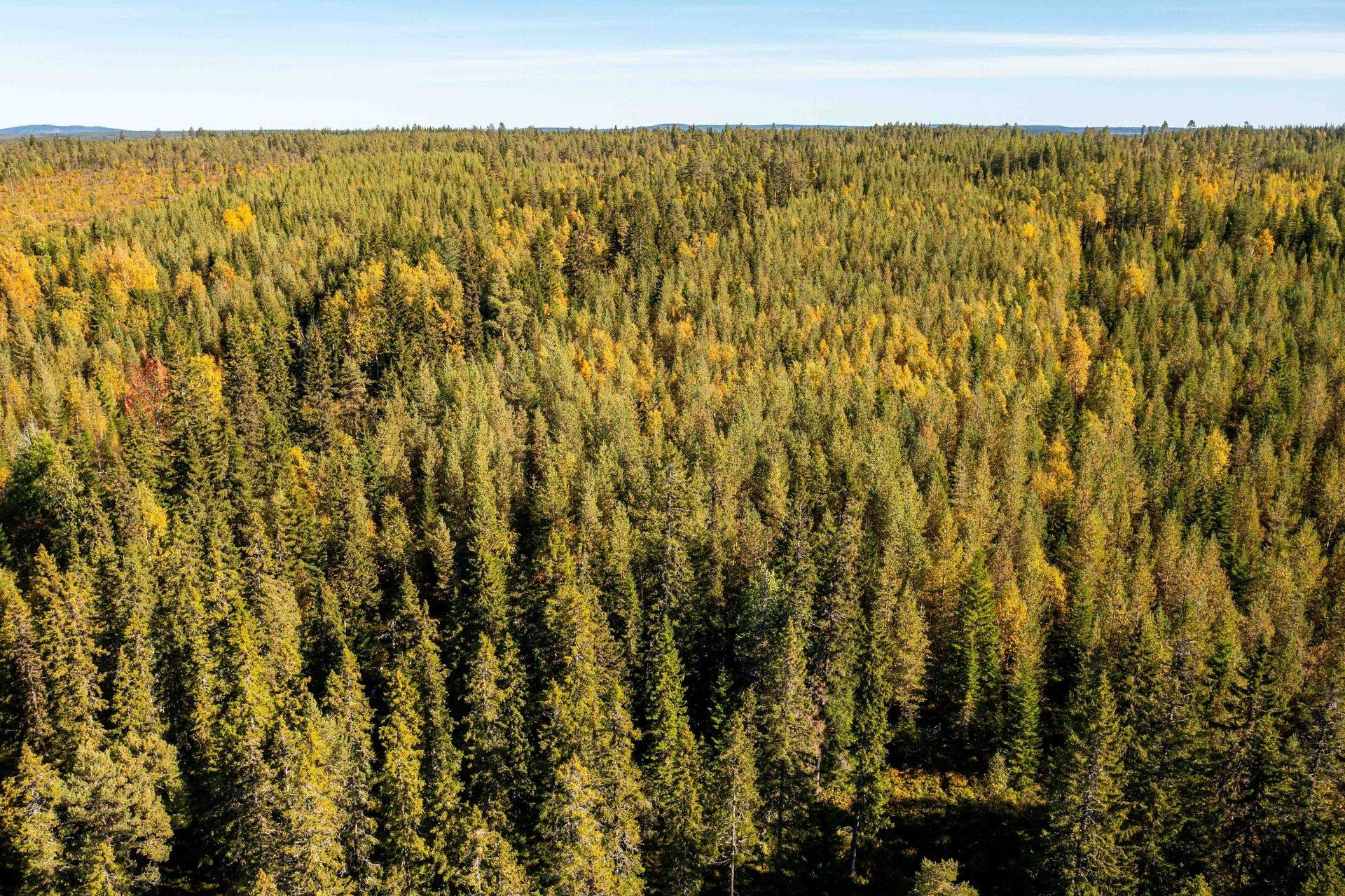 Gård/skog på Norrgården 656 Bergs kommun - bild 30