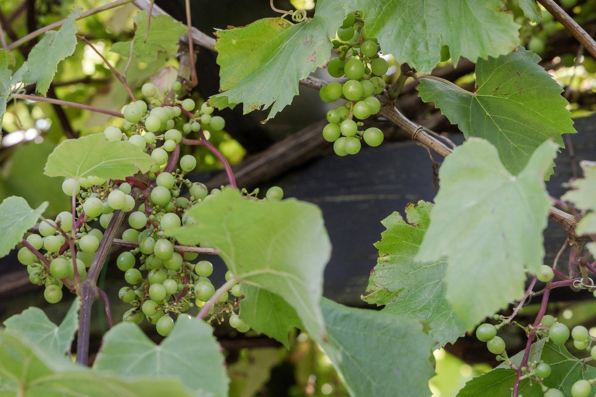 5 rum Villa på Haranäsvägen 8 Falkenberg Falkenbergs kommun - bild 18