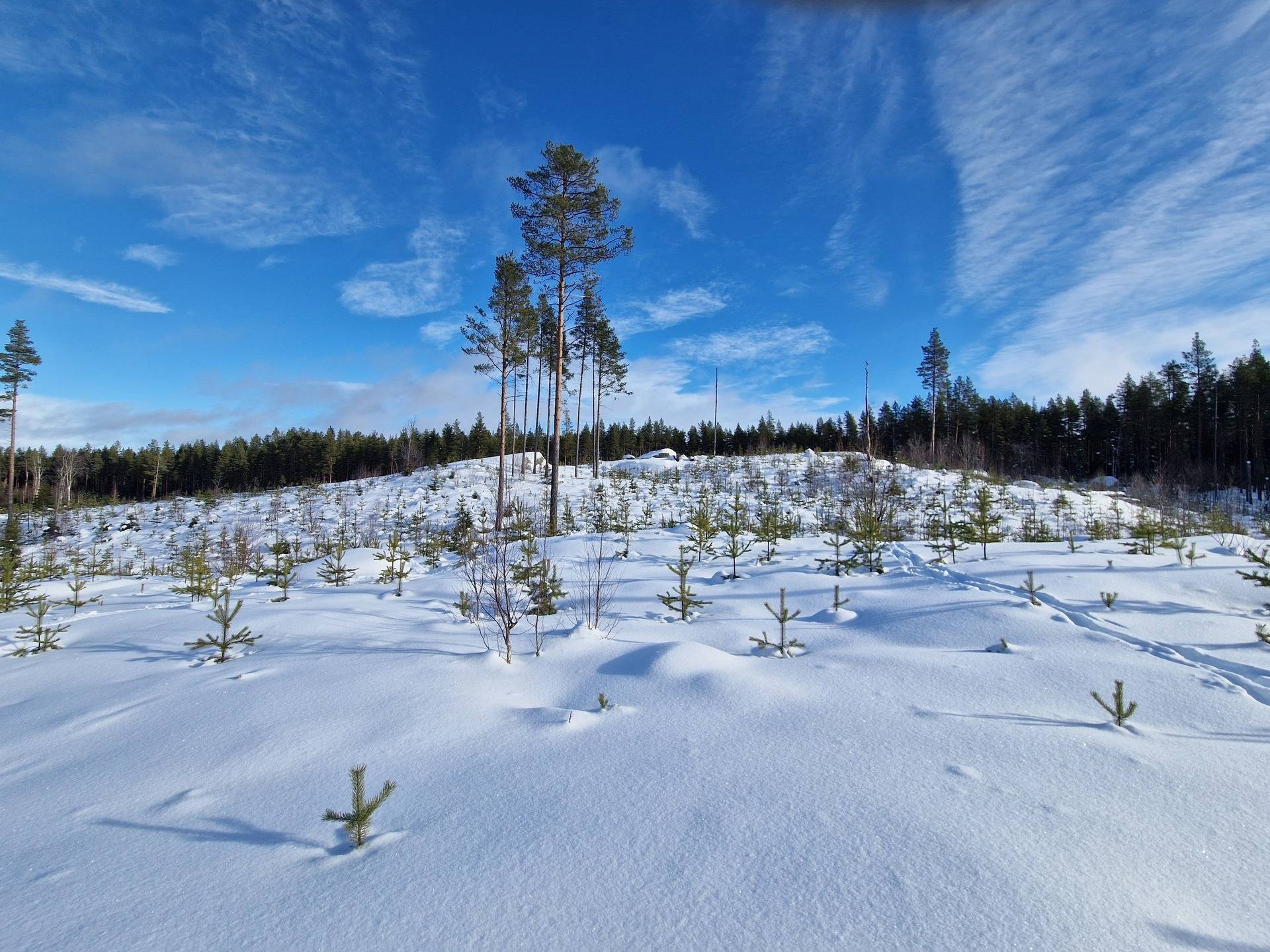 Gård med jordbruk på Kälarne Ansjö 184 Näset Bräcke kommun - bild 16