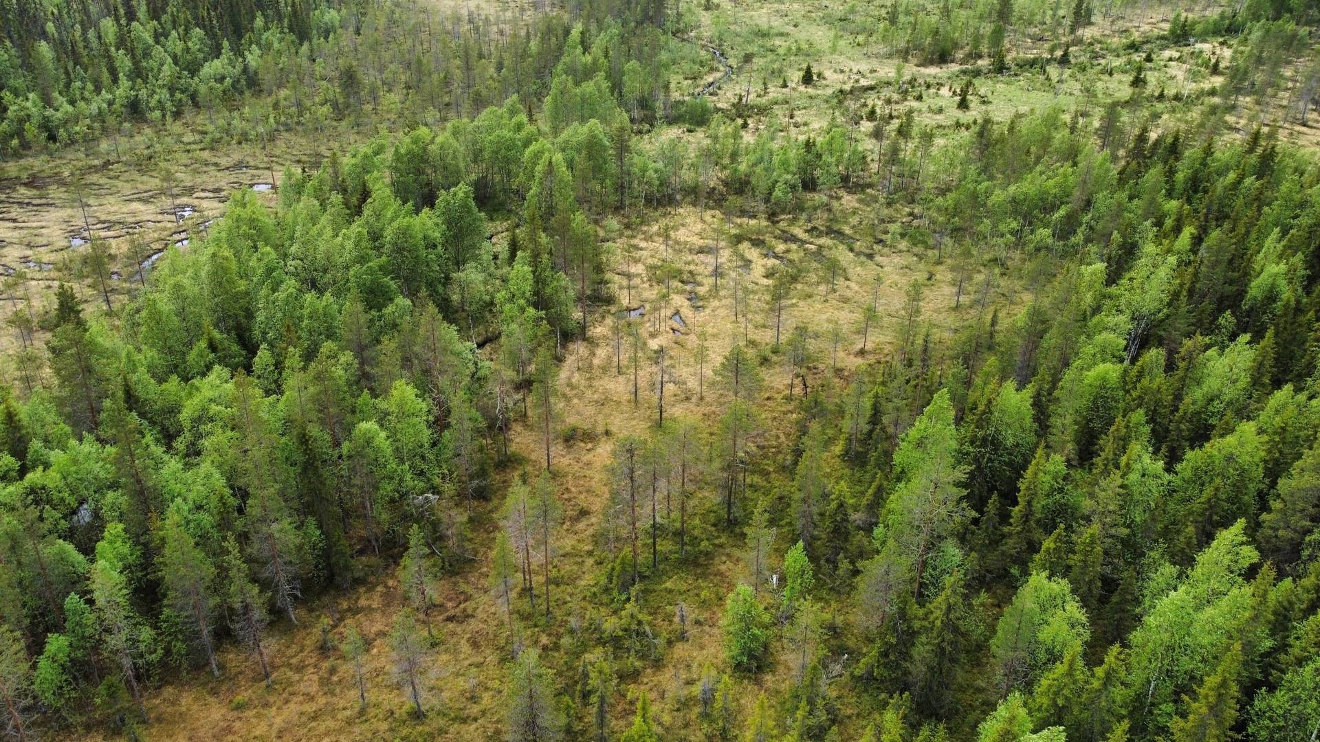 Gård/skog på Granberget Malå kommun - bild 4