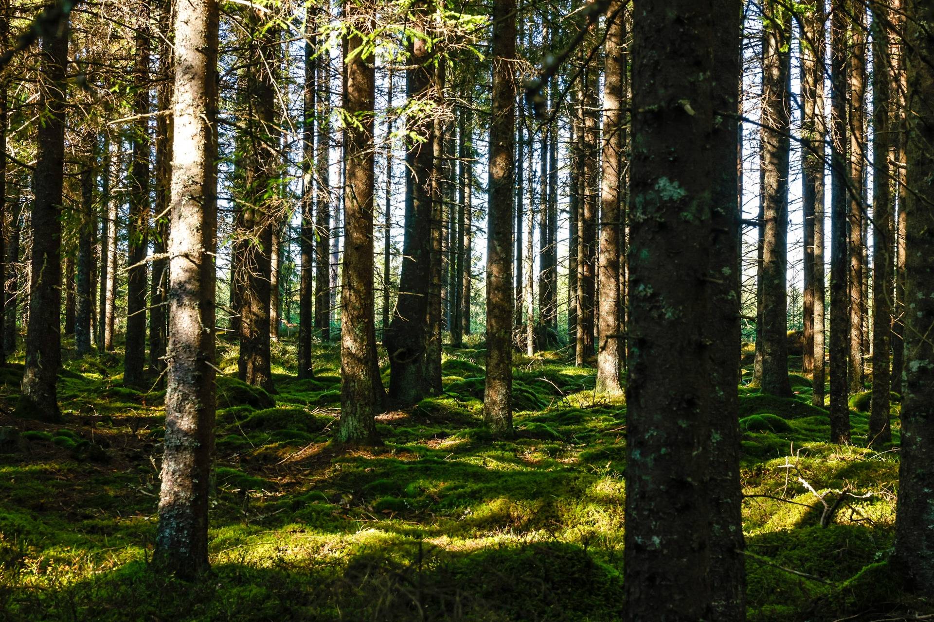 Gård/skog på SVENLJUNGA UGGLEBO 2:3 Örsås Svenljunga kommun - bild 29