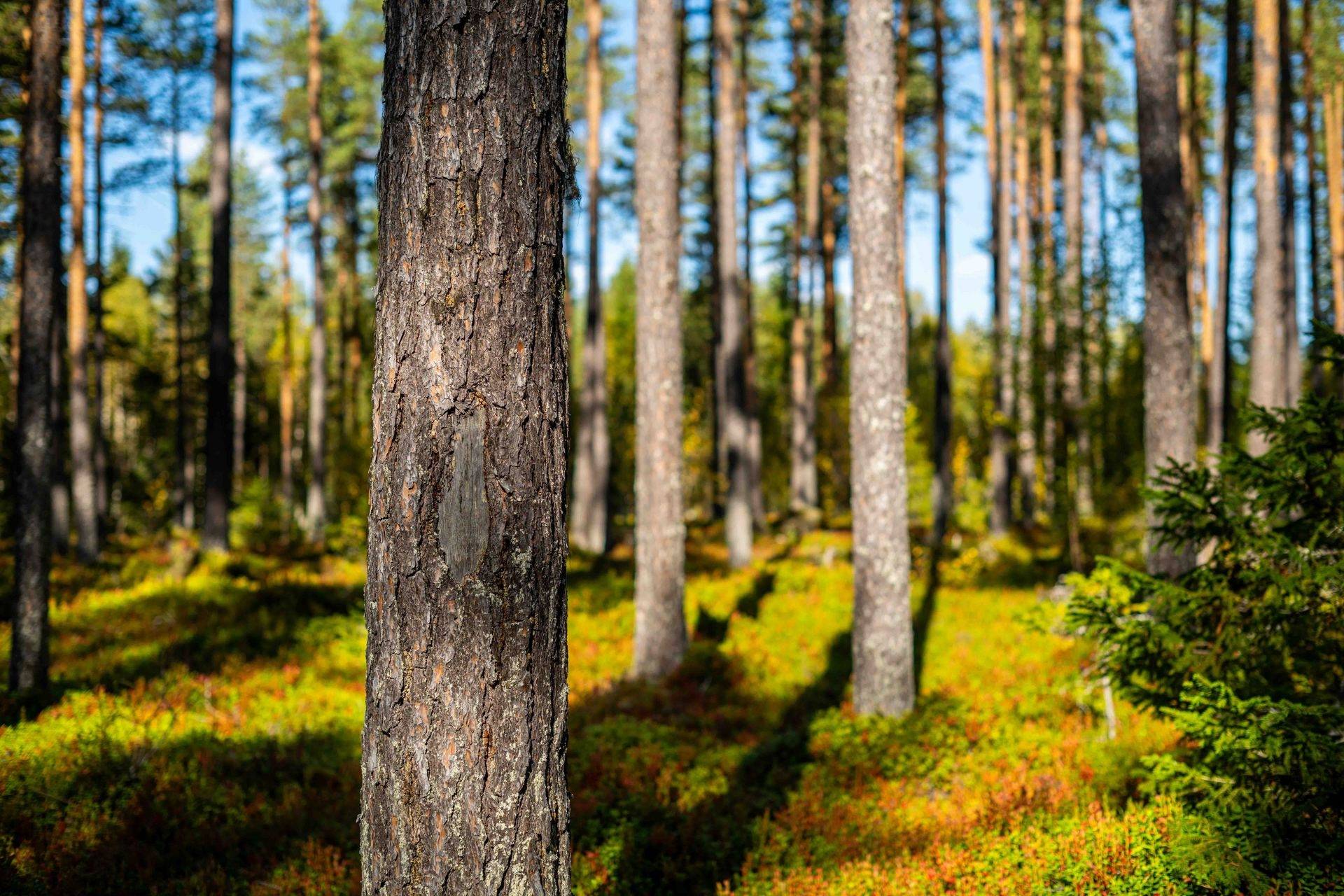 Gård/skog på Norrgården 656 Bergs kommun - bild 26