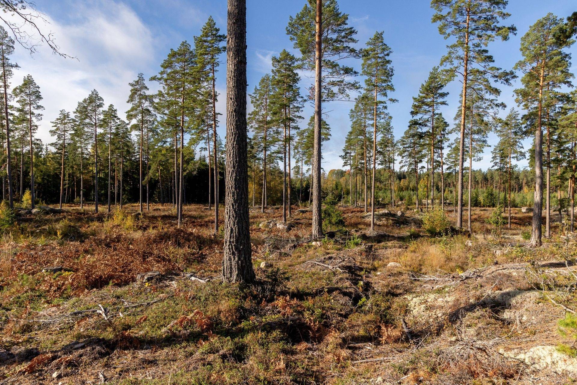 gård med skogsbruk på Vena-Boda 1:3 Boda, Hultsfreds kommun - bild 2