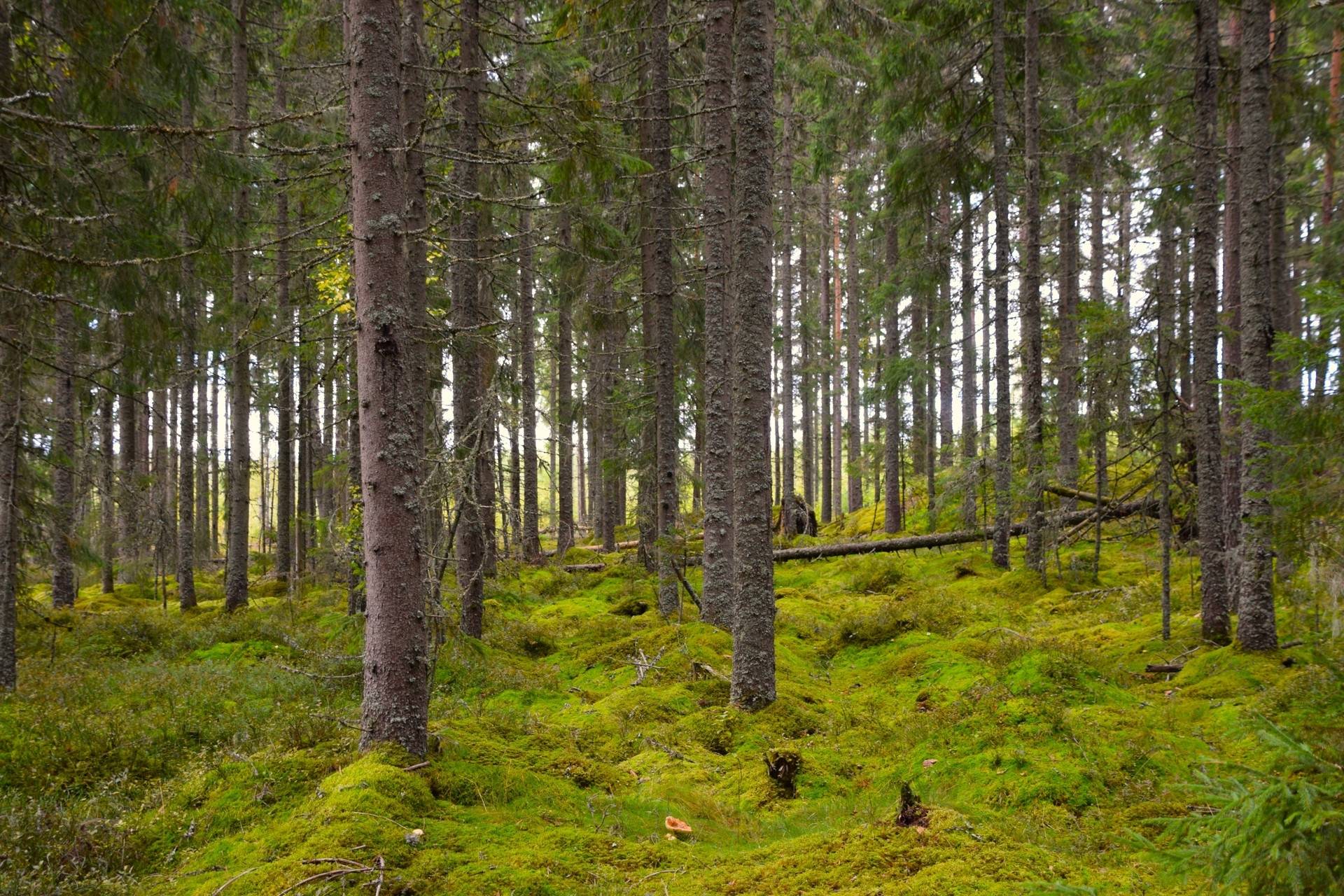 Gård med jordbruk på Snårbotten Gärdet Laggartorp Storfors kommun - bild 16