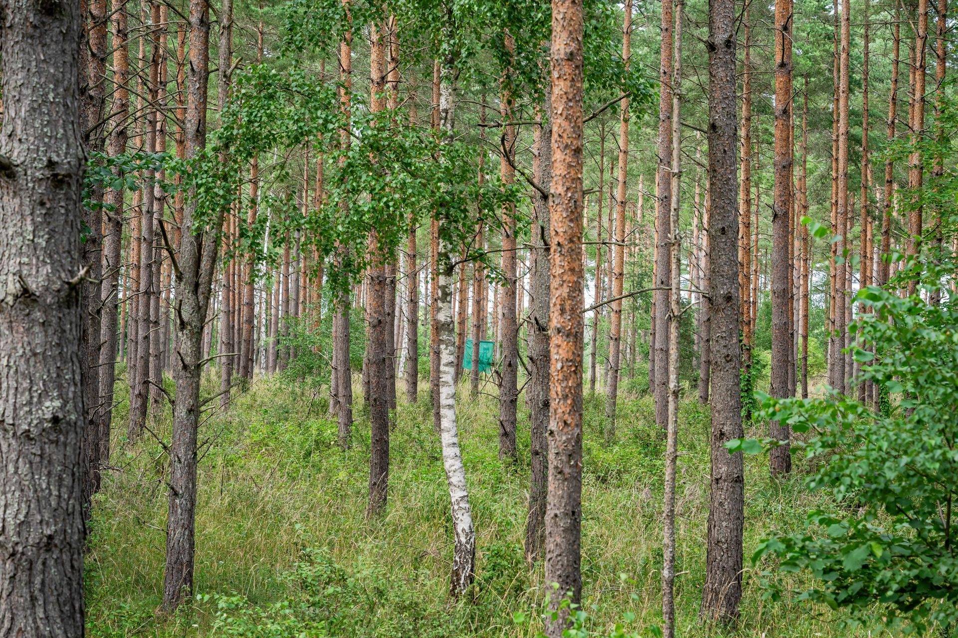 275 m² Gård med skogsbruk på Margaretehof, Lyngbyvägen 60 Everöd Kristianstads kommun - bild 130